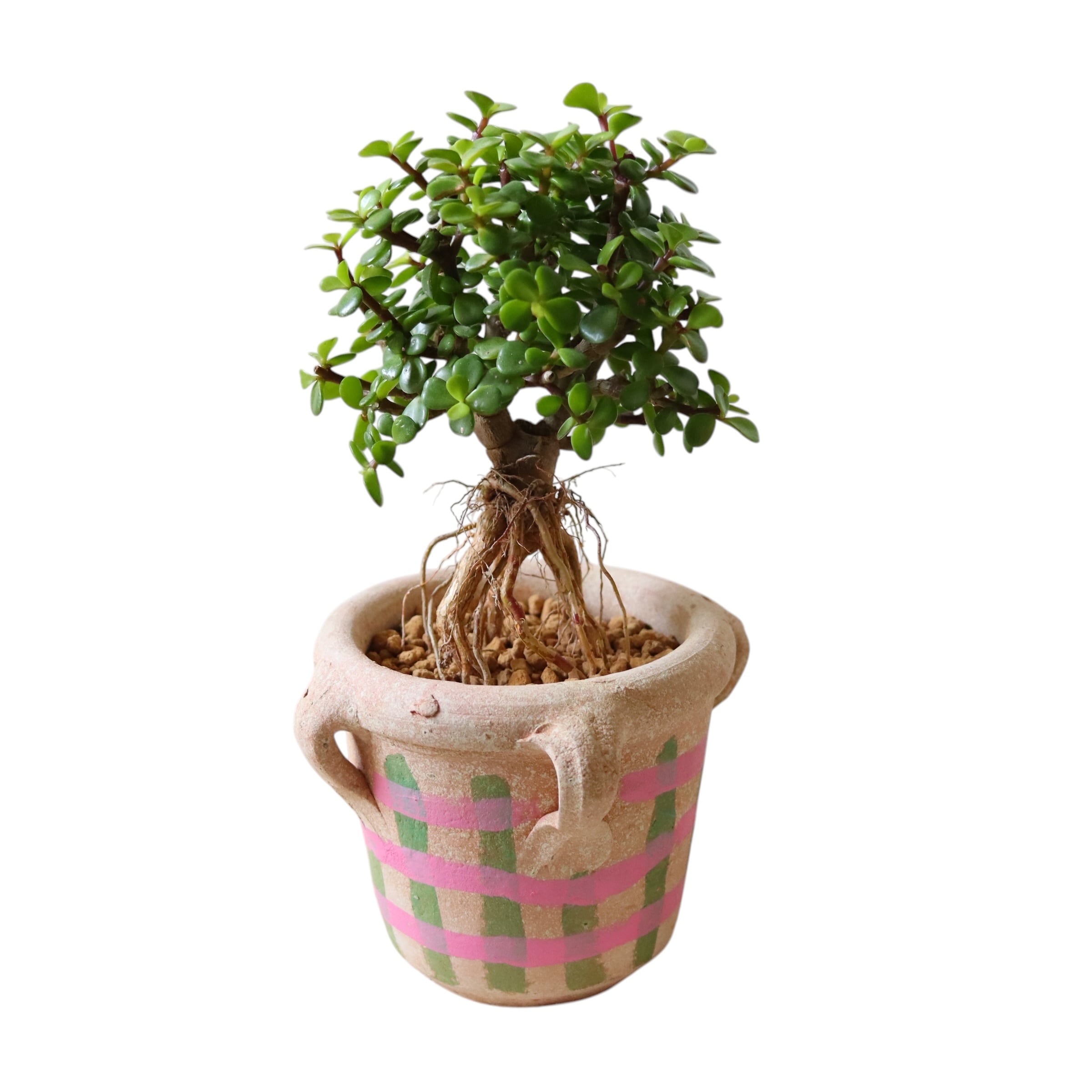 ポーチュラカリア アフラ(35cm)