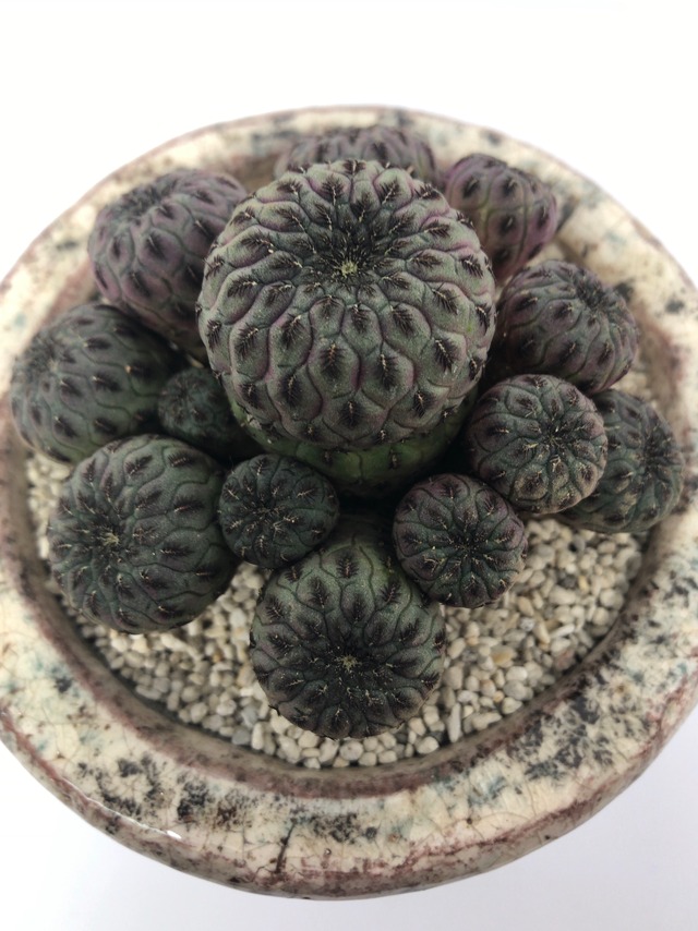 スルコレブチア・ラウシー群生