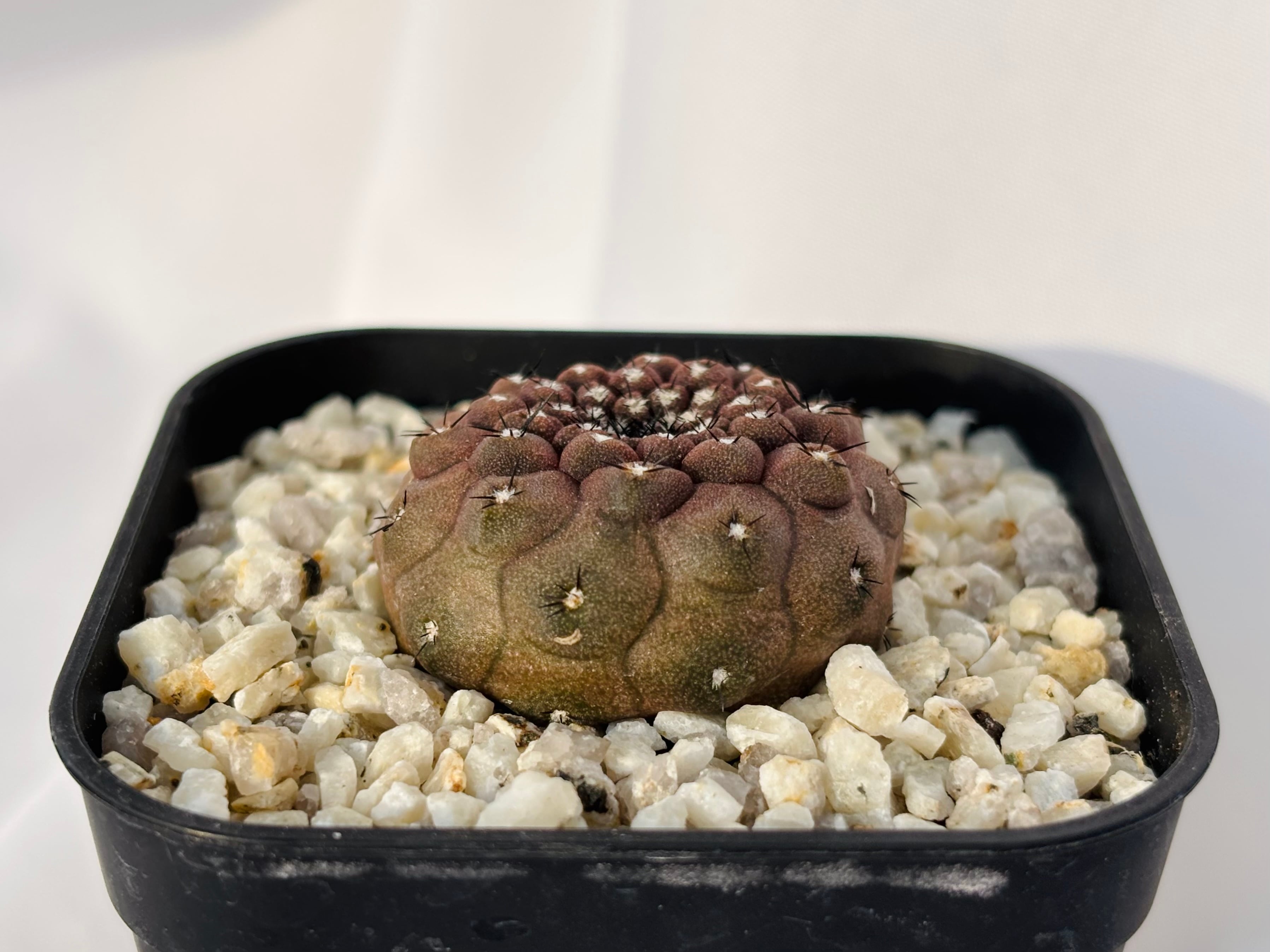 Copiapoa hypogaea コピアポア ヒポガエア サボテン | plants MARU