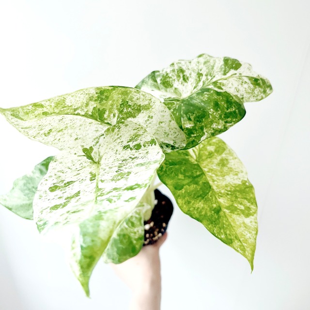 良株 アロカシア ジャクリン おしゃれ 希少 観葉植物 calm cafe