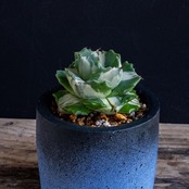 アガベ王妃雷神