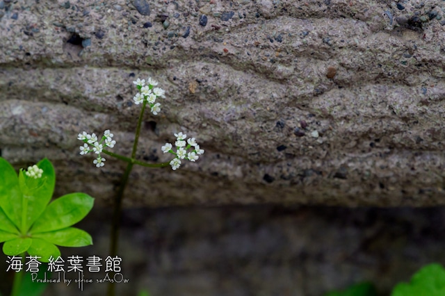 【ポストカード】足元にも【山野草】【栗山公園】