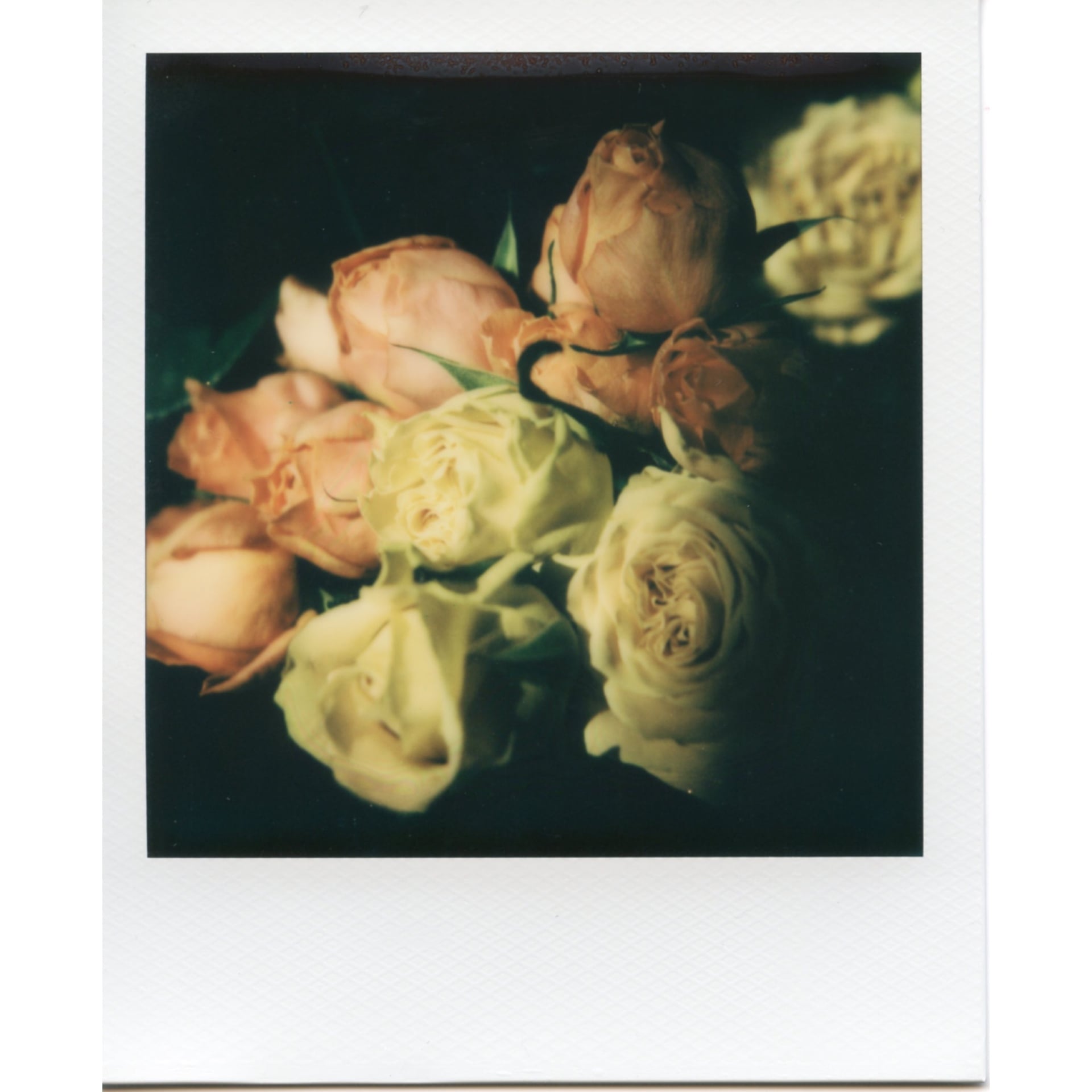 Rose 5 | PHOTO KYOJI