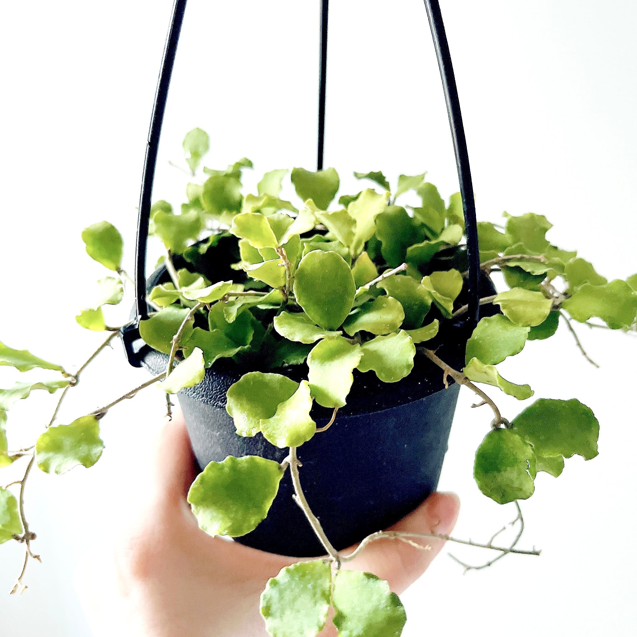 ホヤ カニャックアリアーナ 観葉植物 calm cafe | calm cafe☕️