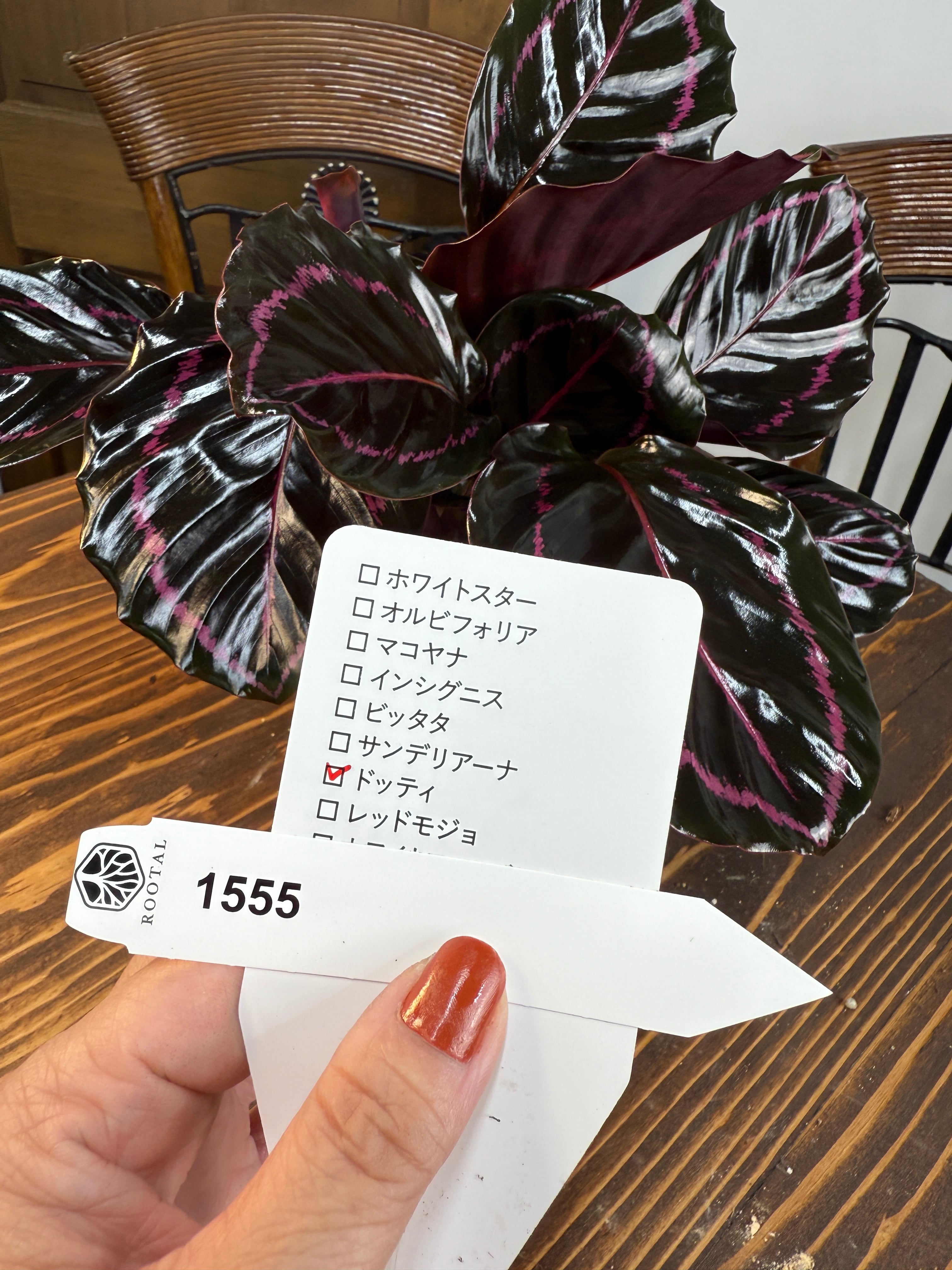 ★1555 カラテア ドッティー(3.5号ポット)