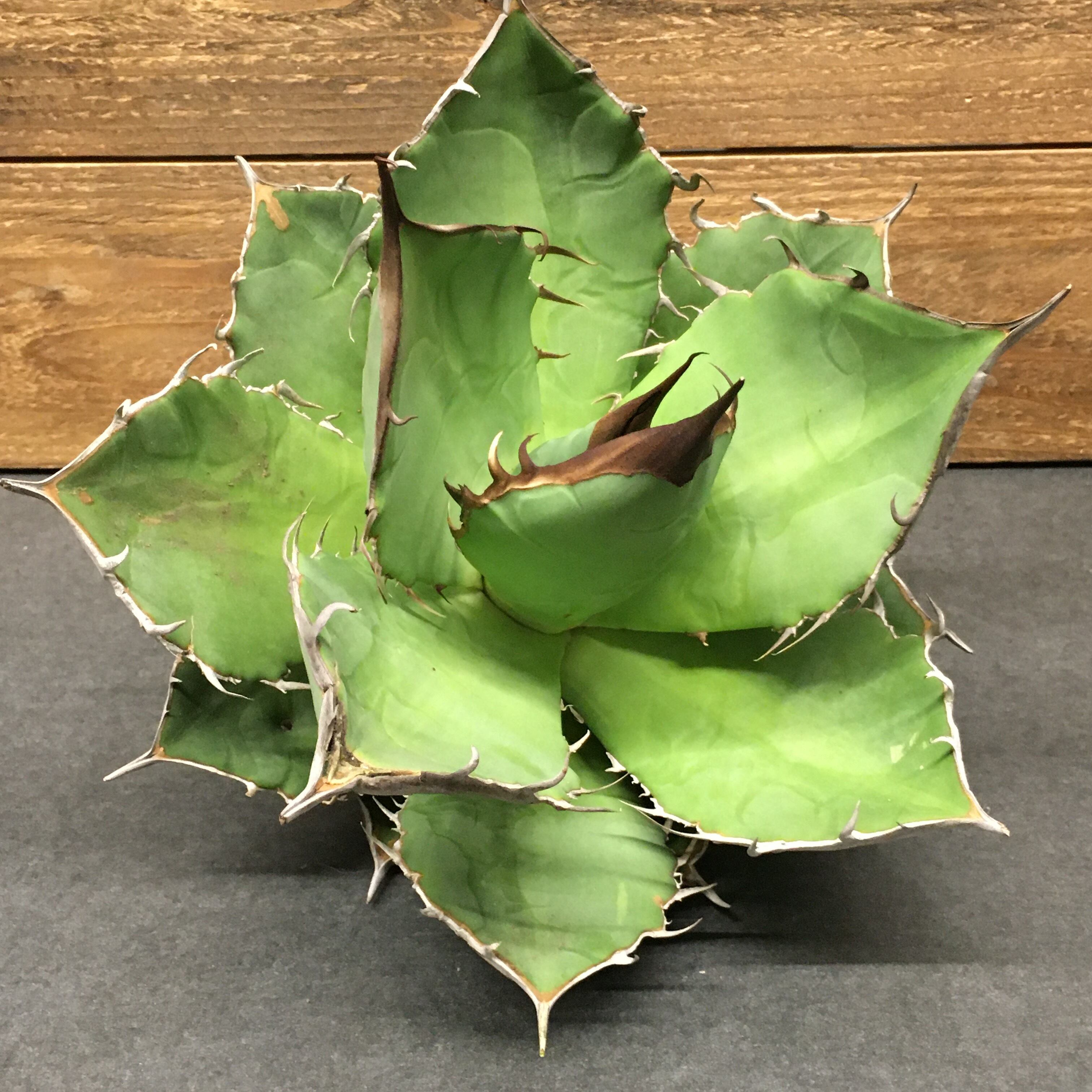 アガベ チタノタ 山亀 ベアルート株 Protoleaf プロトリーフ