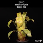 【送料無料】xHohenregelia 'Green Tea'〔ホヘンレゲリア〕現品発送H0197