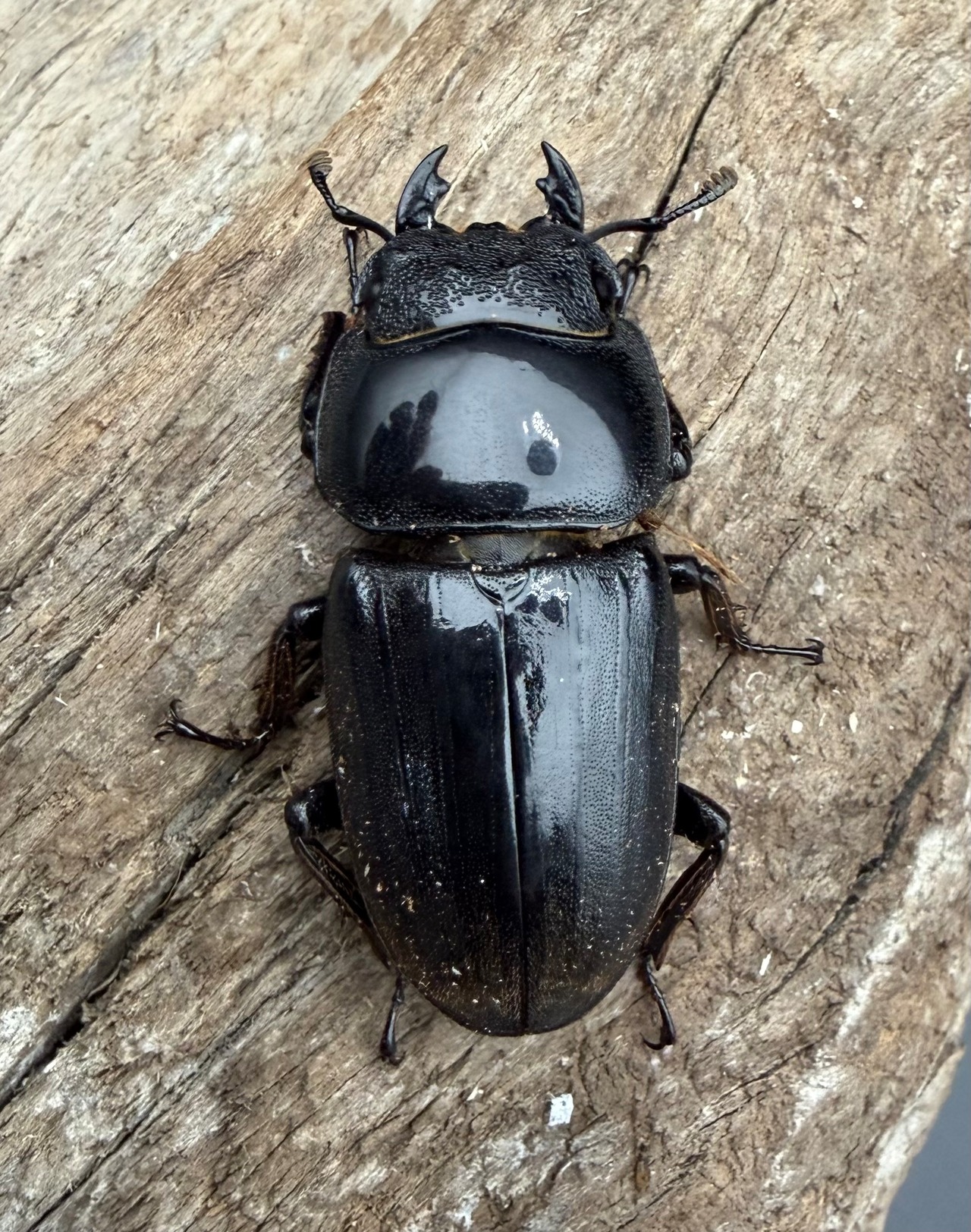 【WD】《ダイオウヒラタ アルゴプーロ産 86.5mm ペア》