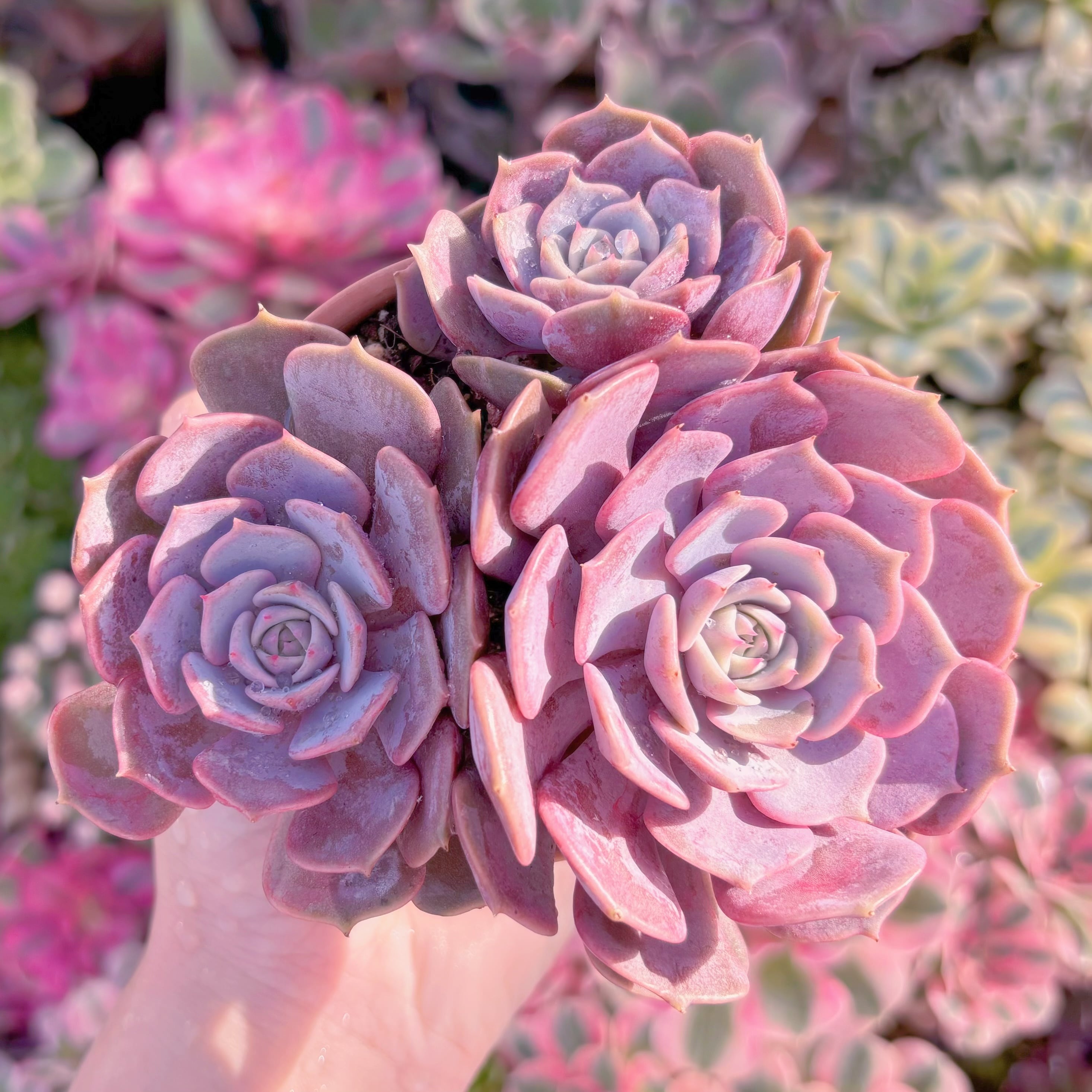 現品　ピンクローラ#A077　在庫僅少　群生　るる農園