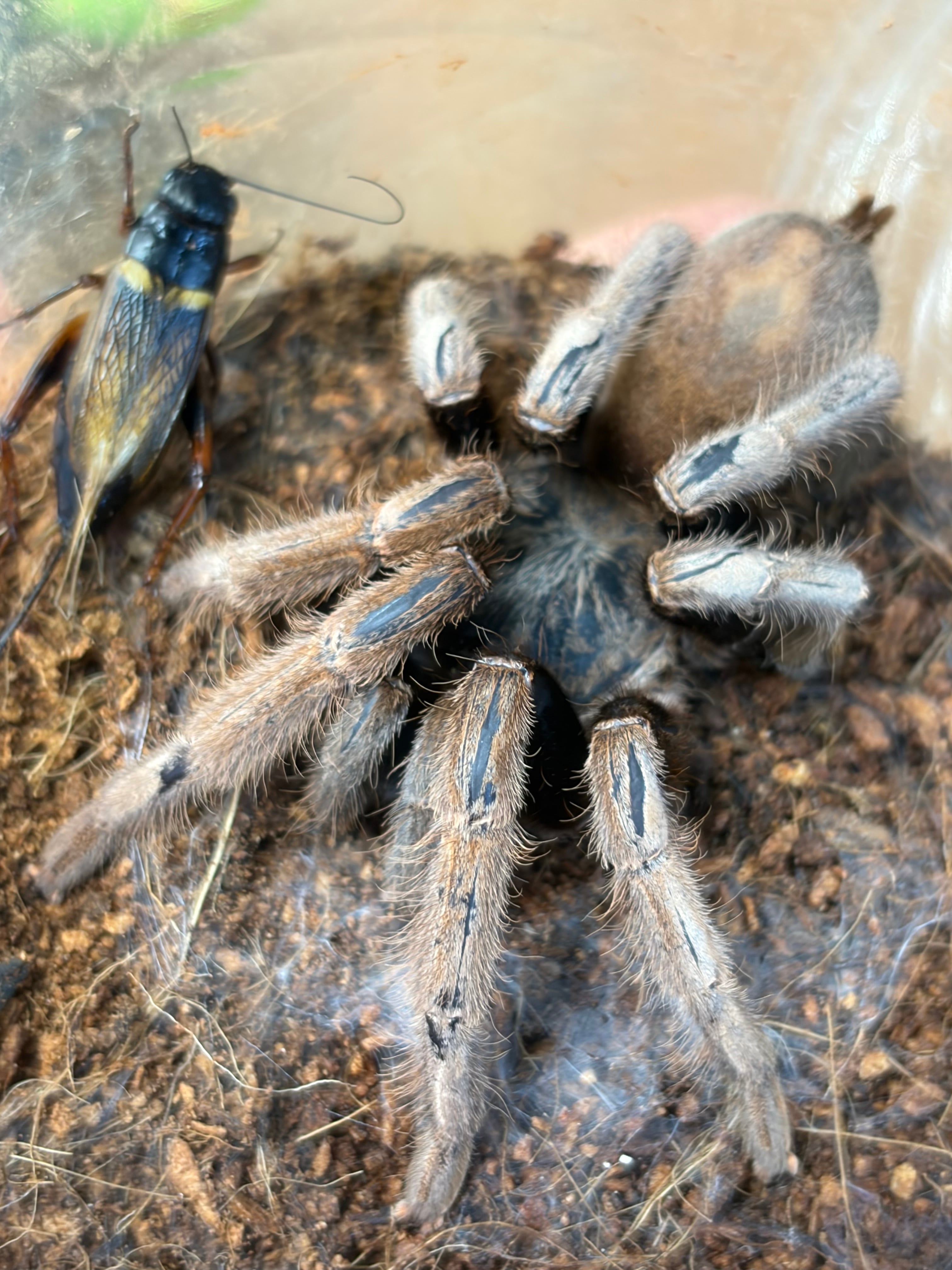 ♂】オオアゴヘビトンボ 奇蟲 タランチュラ ムカデ 標本 昆虫標本 蜻蛉