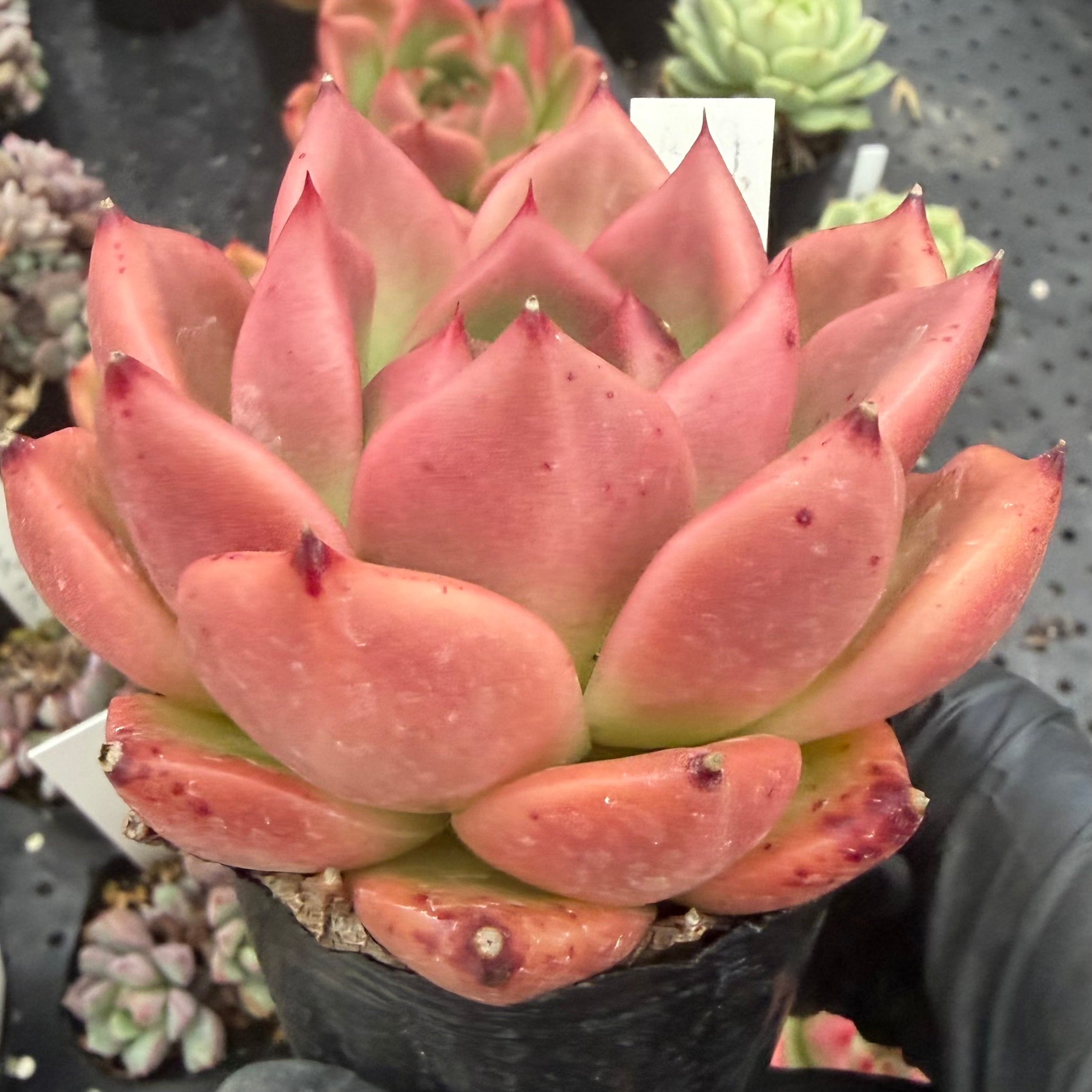 お買い得 多肉植物 ぷくぷく系 4点セット | PAY ID