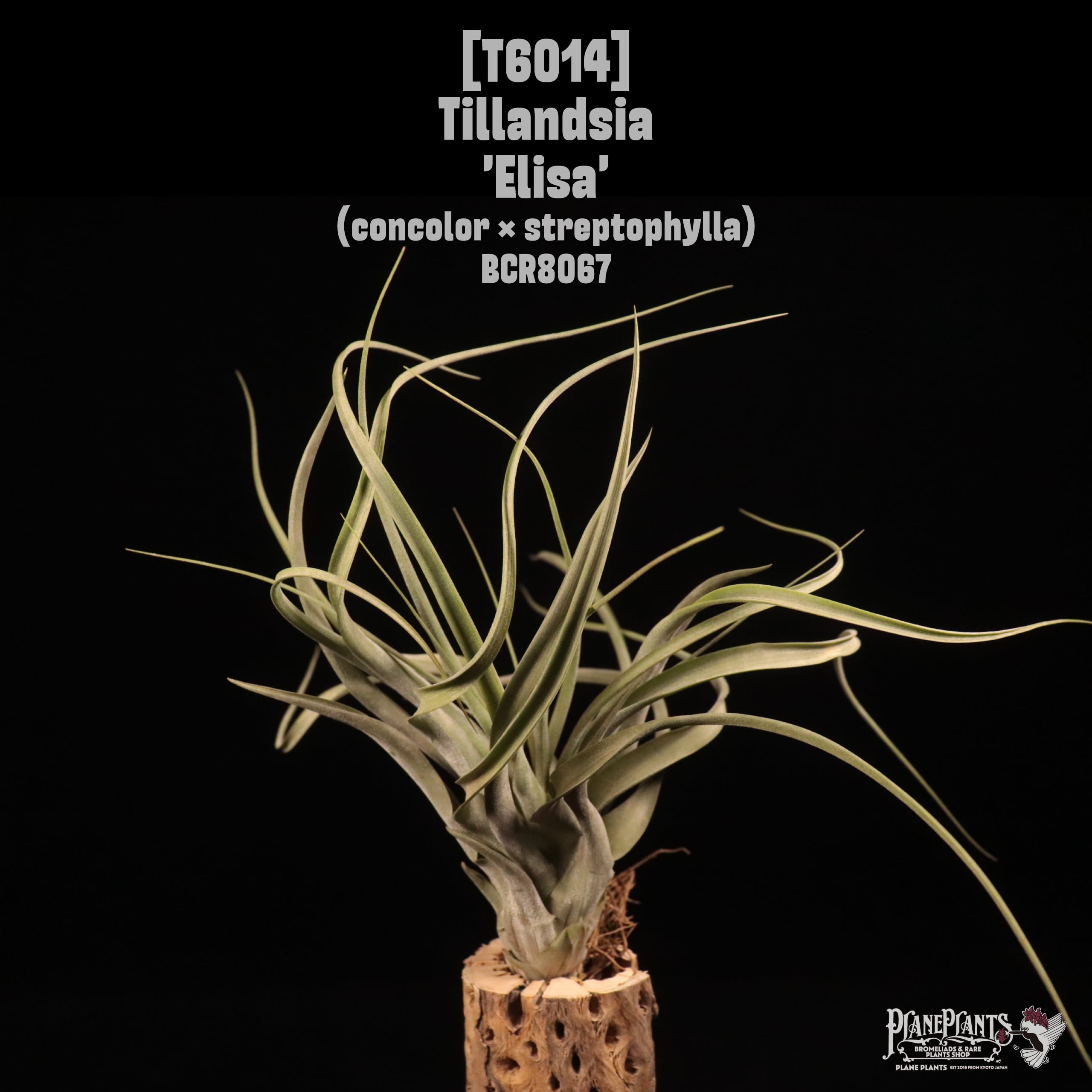 Tillandsia 'Elisa'〔ティランジア〕T6014