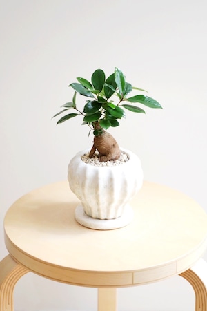 【S】ガジュマル/Ficus microcarpa