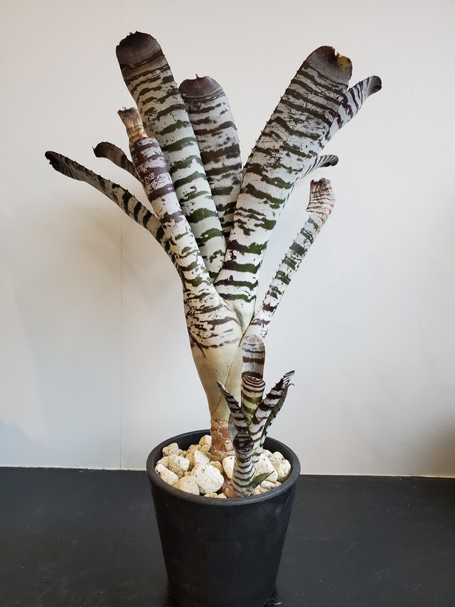 Aechmea chantinii  youngturk 【artPLANTs】エクメア/タンクブロメリア