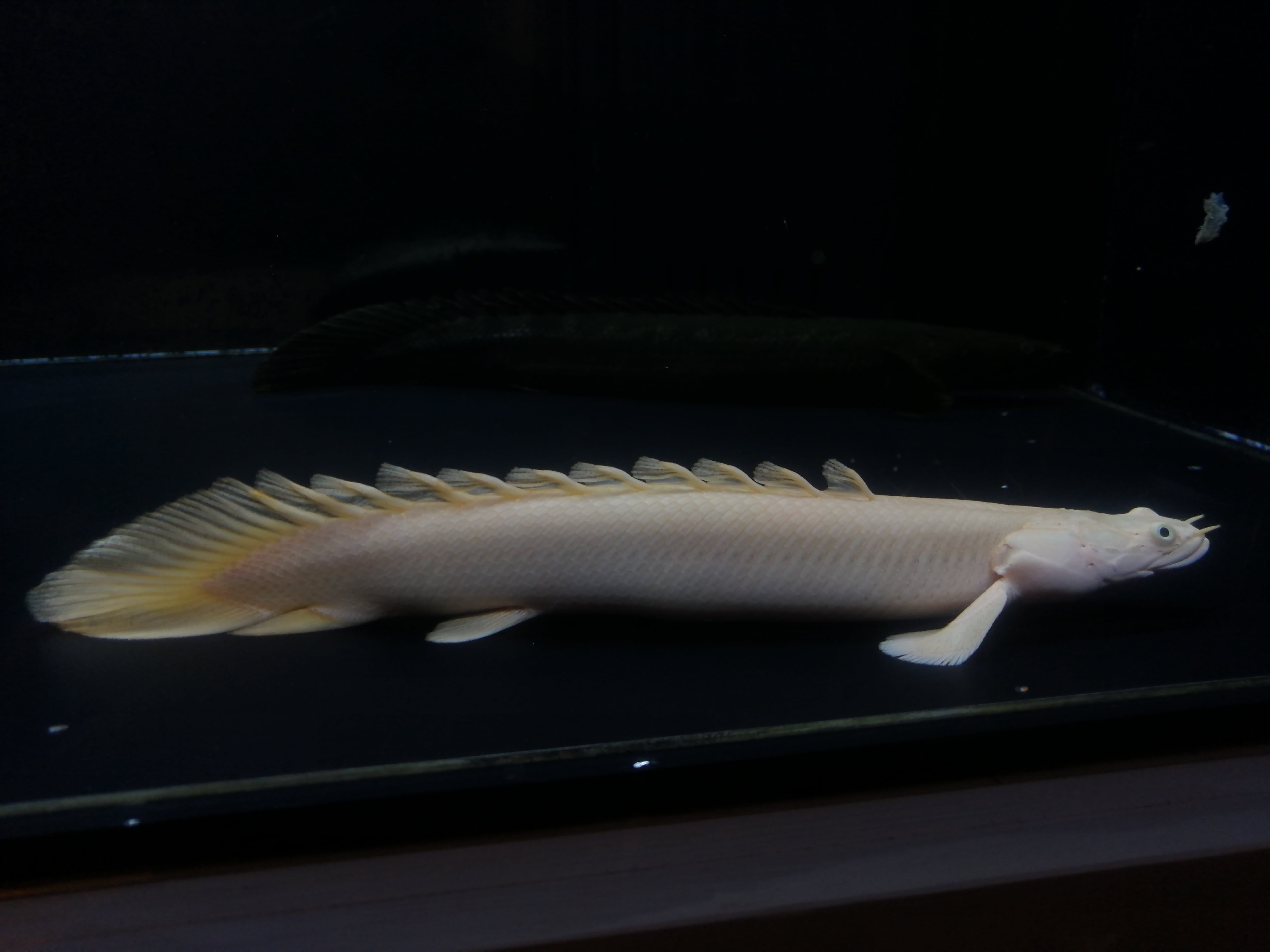 プラチナエンドリケリー  40センチ プラチナエンドリケリー✨売ります。(少し値引きしました)