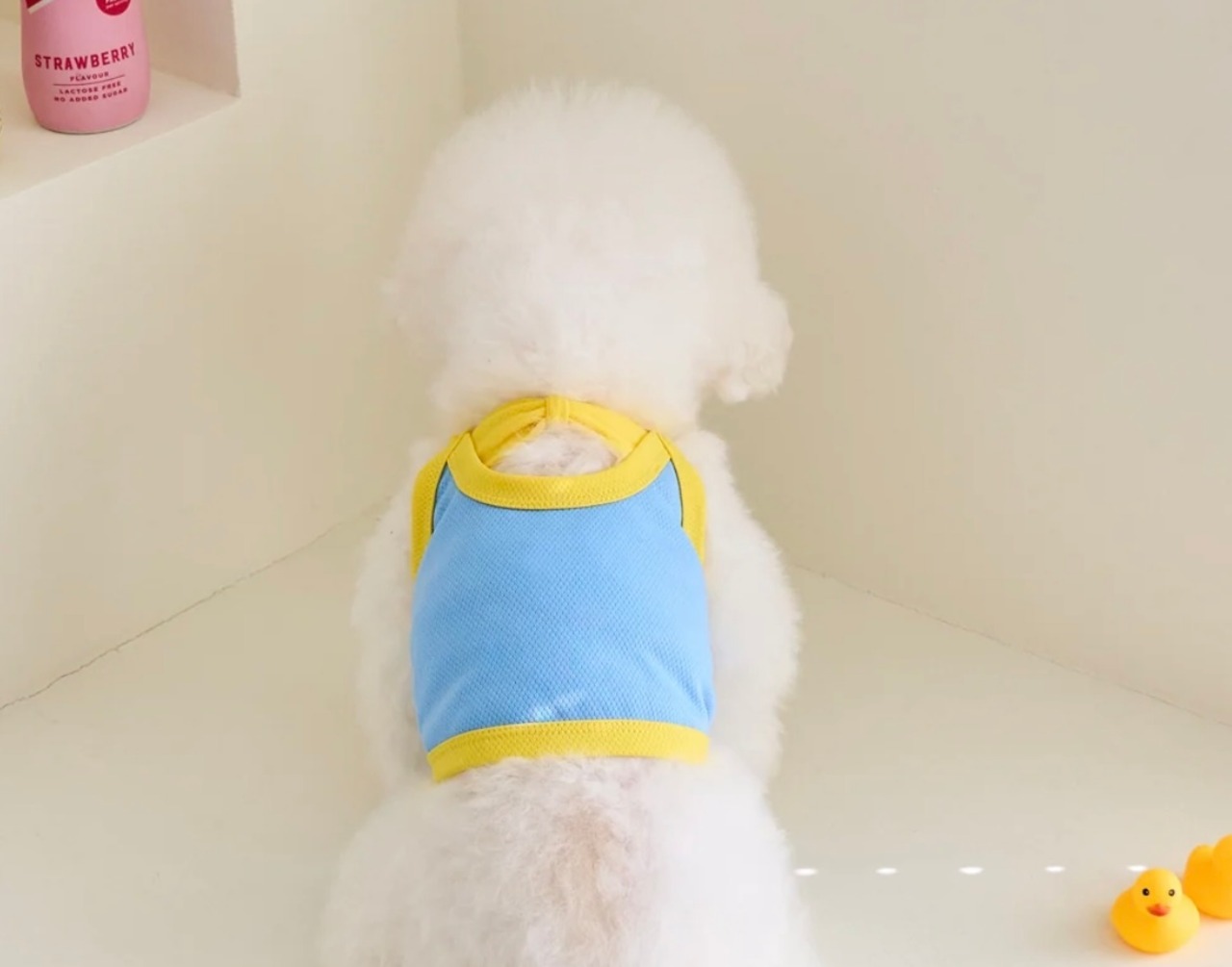 即納【BENNYS】  MARINE COOL CROP TOP (BLUE)Sサイズ