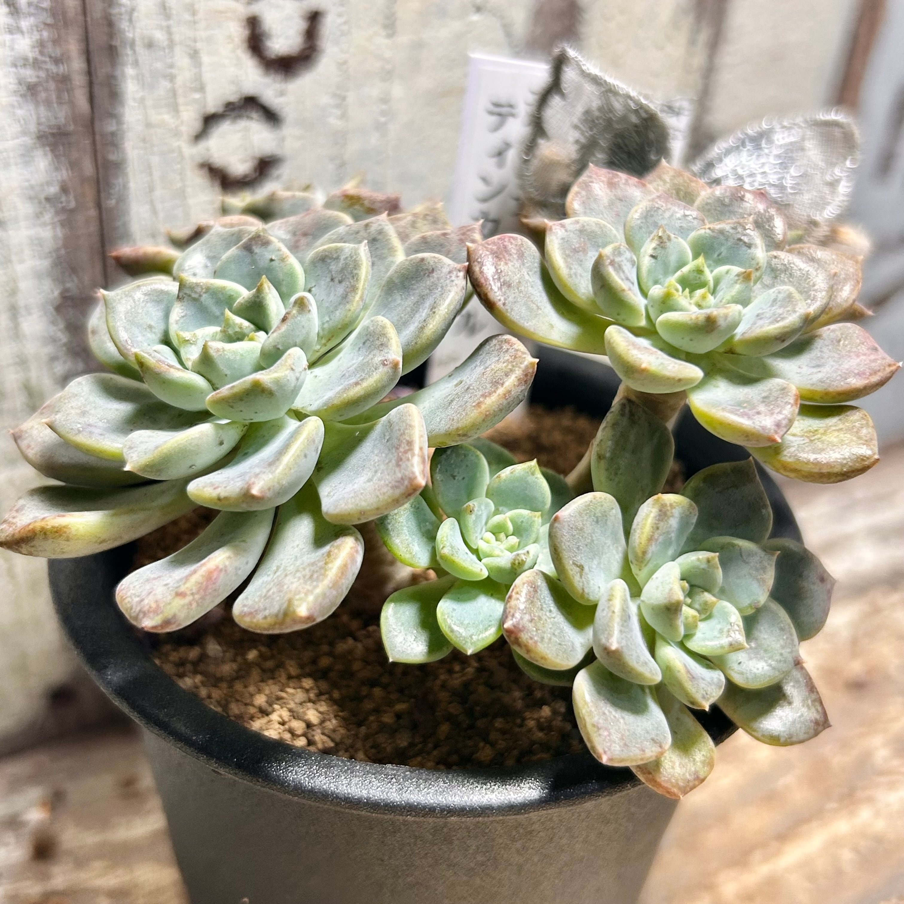 ティンカーベル | RuPo 多肉植物専門店