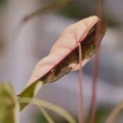 Alocasia chantrieri pink /アロカシア チャントリエリ③