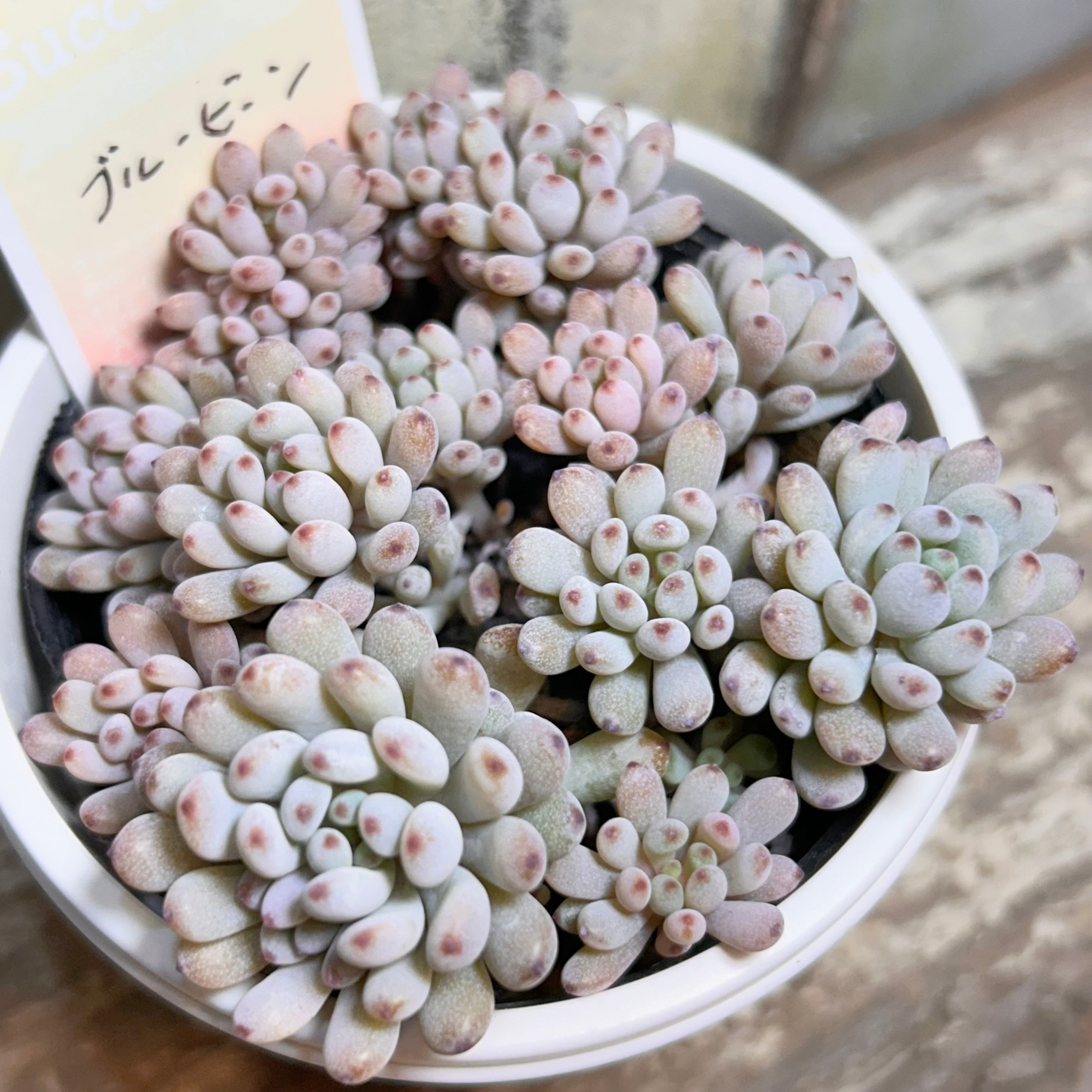 バニラビズ | RuPo 多肉植物専門店