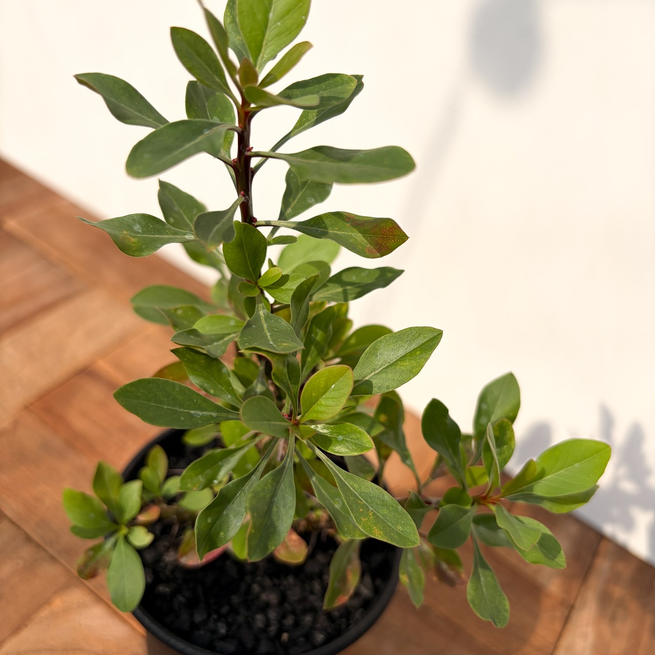 Fouquieria fasciculata【フォークイエリア・ファシクラータ・実生】