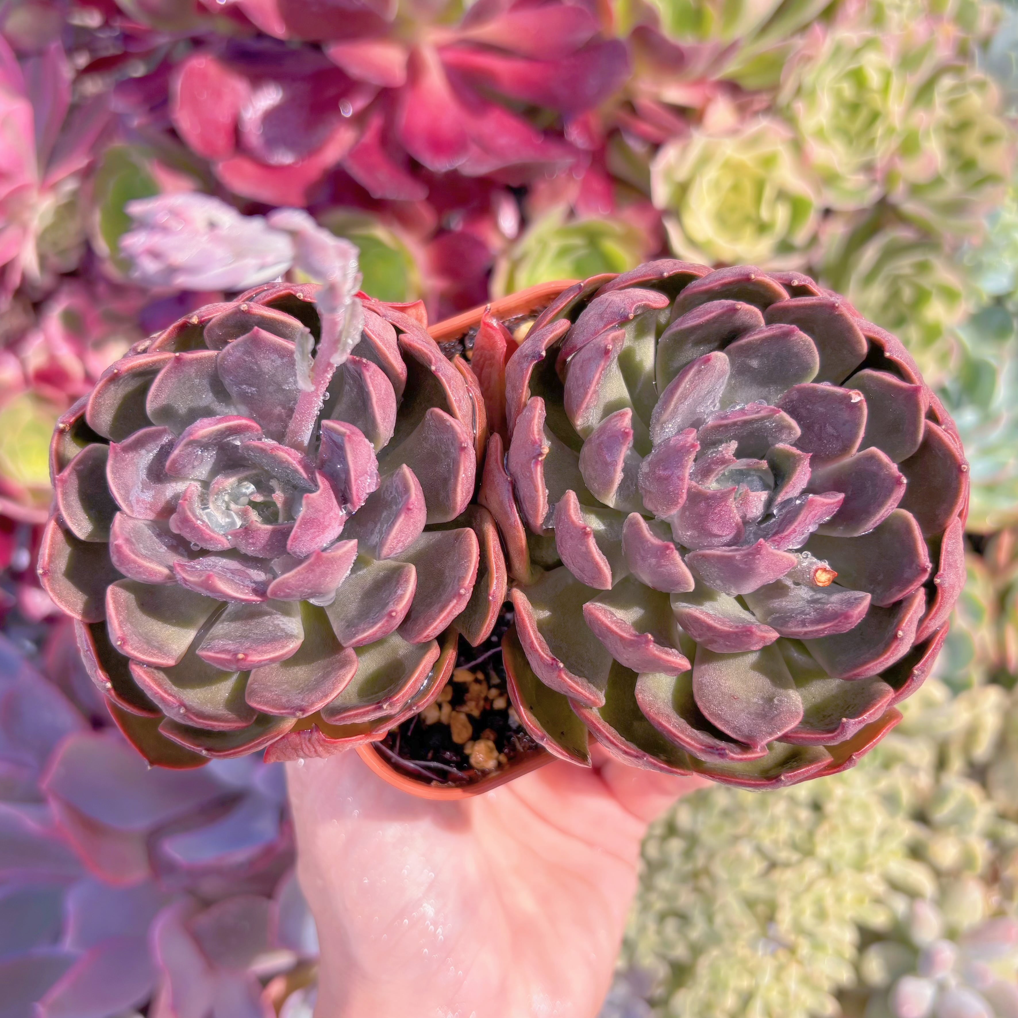 現品　mina#D06　るる農園