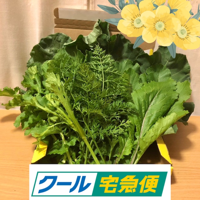 ＜クール便・金曜日発送＞【小さいサイズ】リクガメ向けのお野菜セット