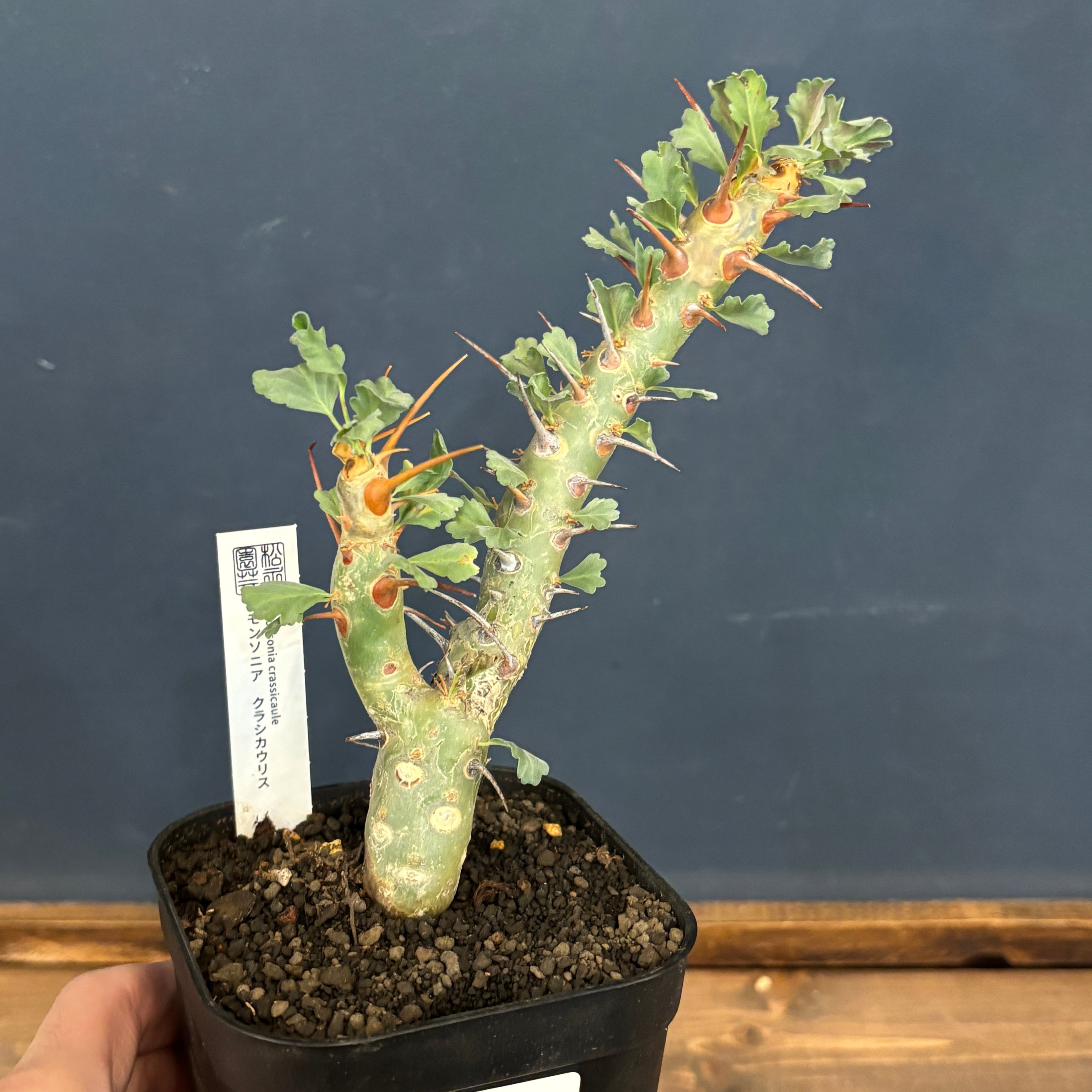 モンソニア クラシカウリス【1026】 | PROTOLEAF プロトリーフ