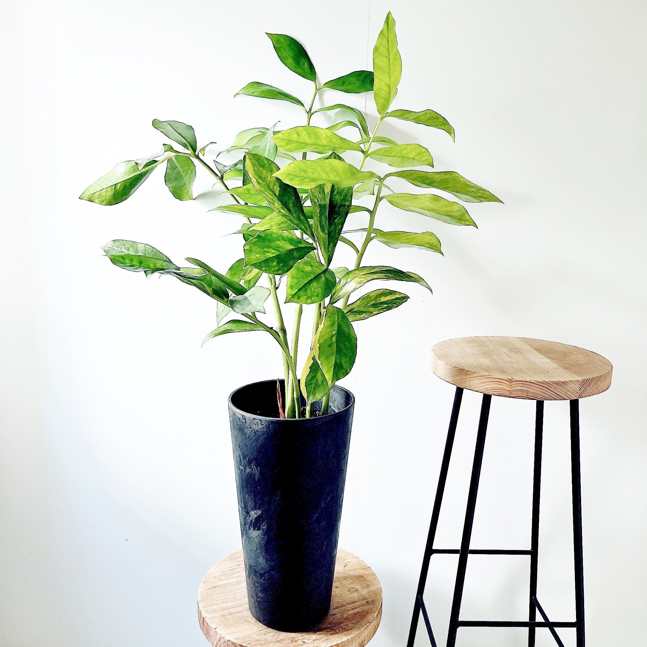 本舗】アンスリウム フーケリー 白斑 フーケリー アンスリウム