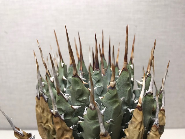 アガベ ユタエンシス エボリスピナ