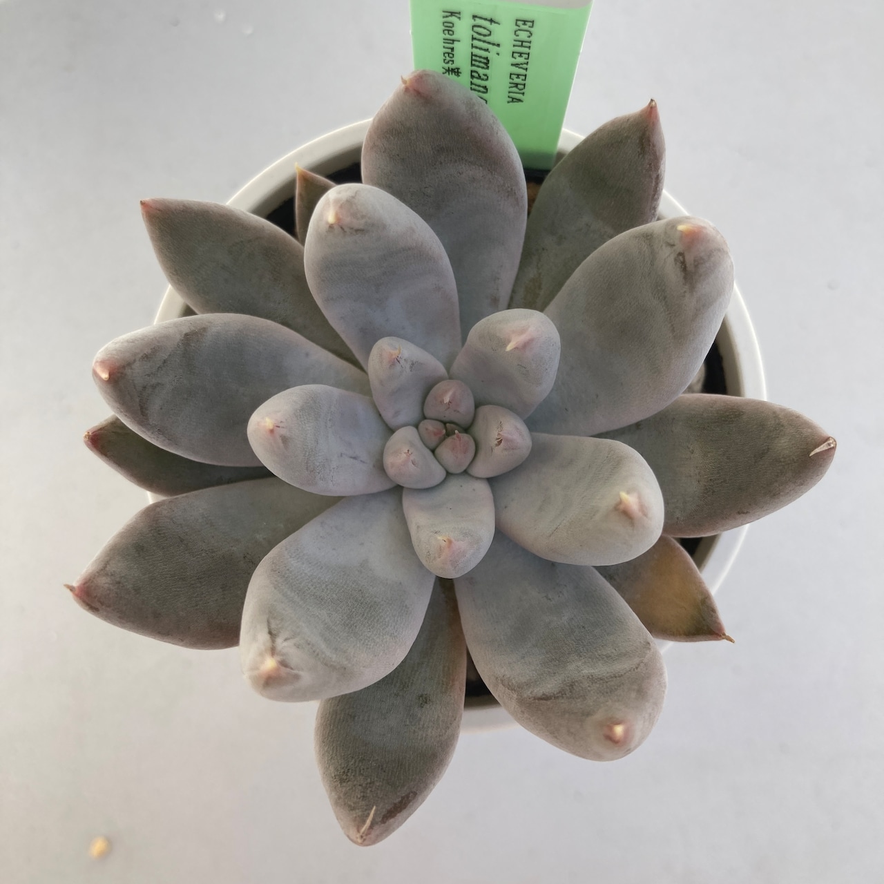 【現物商品】ECHEVERIA tolimanensis,Tula 原種 実生苗