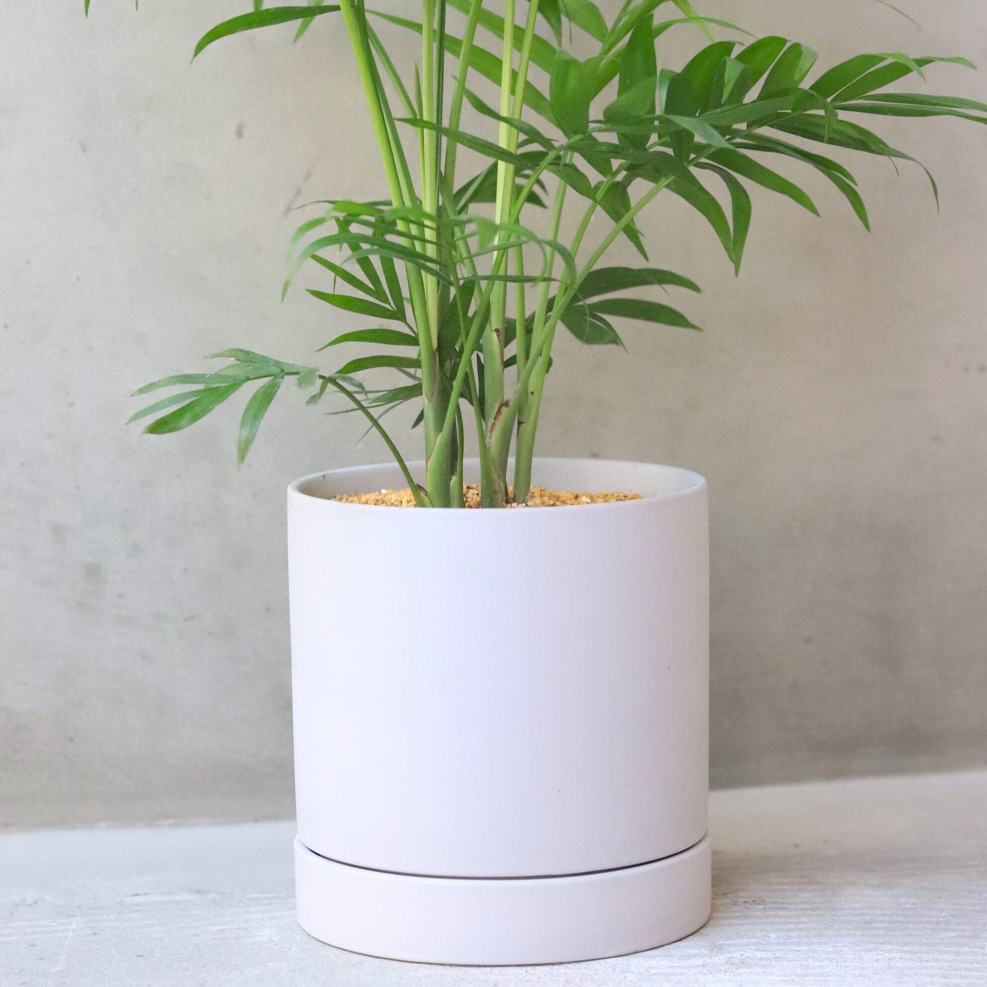 本日限定　チャメドレア プルモーサ　現品　超大株　3本植え 観葉植物 本物 高性チャメドレア 10号鉢 大型 室内用 インテリア