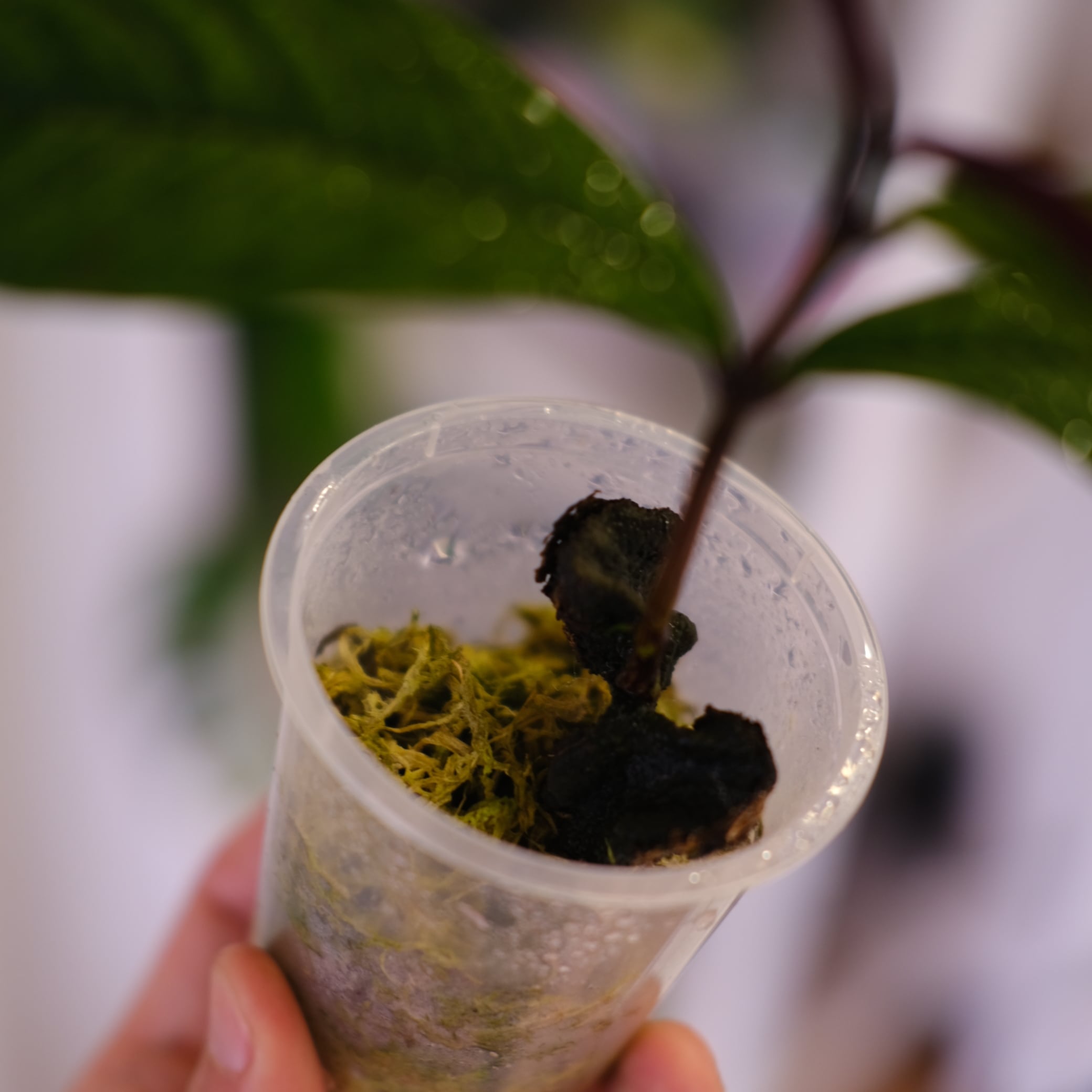Syzygium jiewhoei｜シジギウム ジエホエイ②｜希少フトモモ科植物