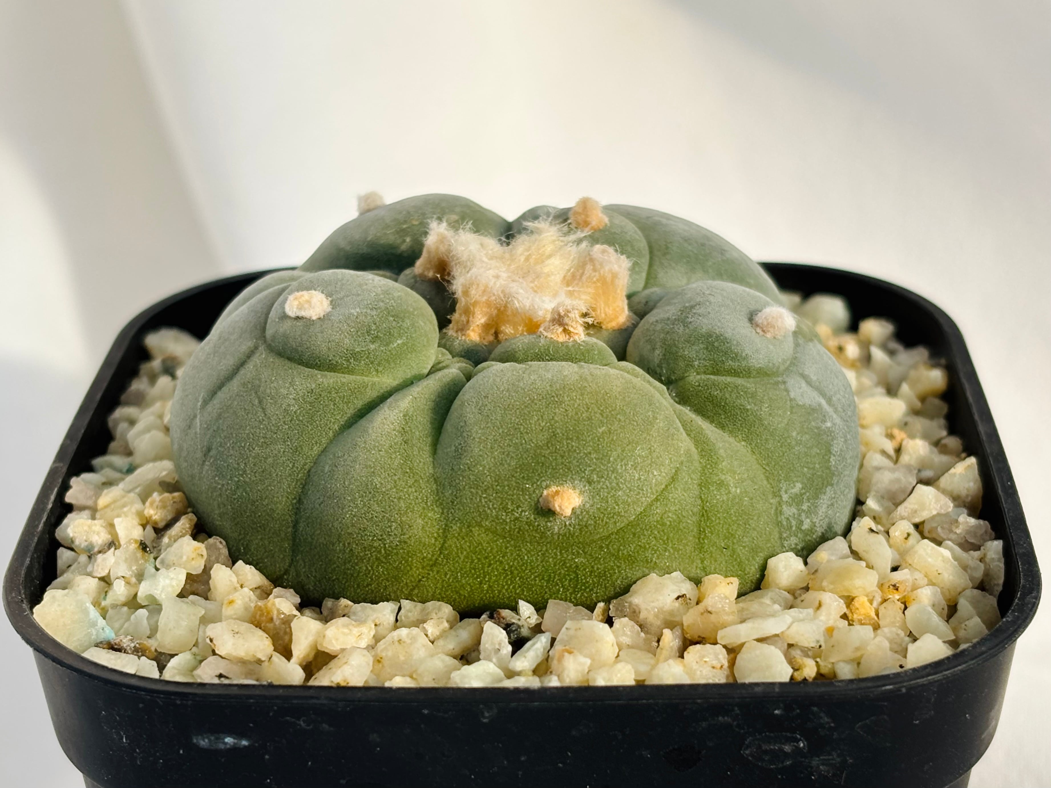 翆冠玉 大型株　Lophophora diffusa Lophophora diffusa ロフォフォラ 翠冠玉 大疣多毛タイプ サボテン