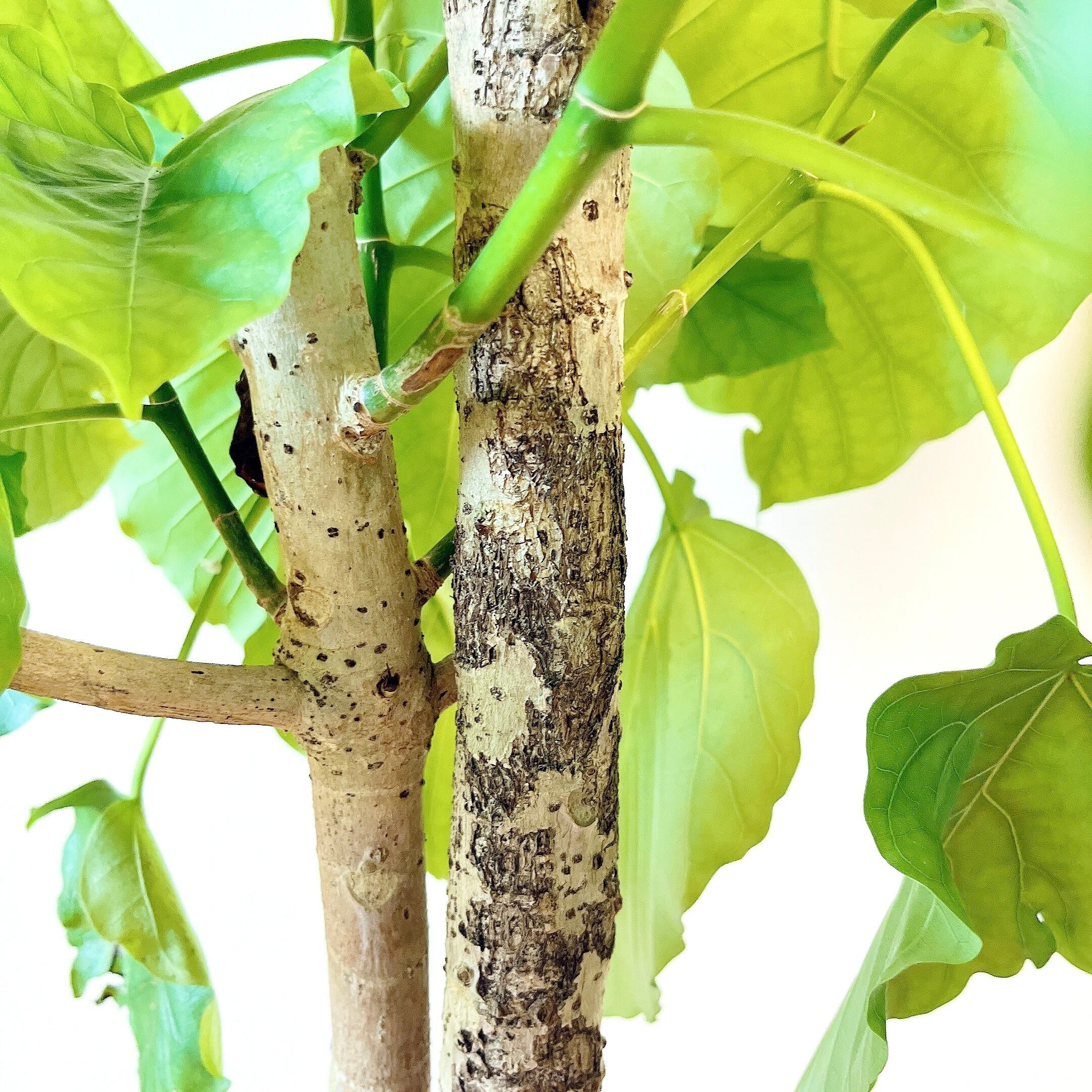 極上・現品】フィカス ウンベラータ 10号鉢 170cm ｜ 贅沢な5株植え