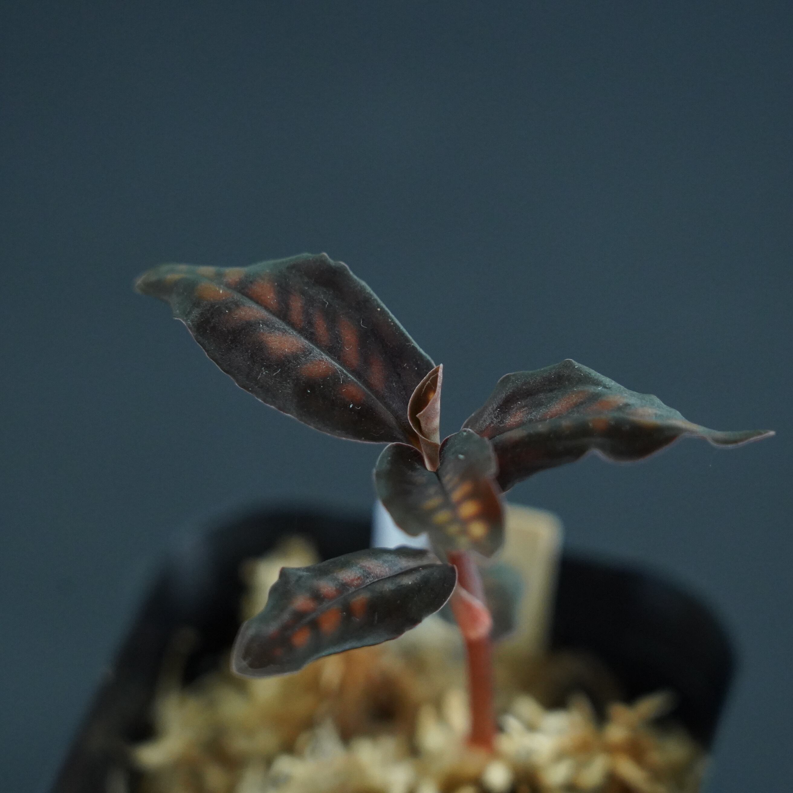 ◆現品◆シストーシス ステノグロッサ 【ジュエルオーキッド宝石蘭/TheGAKI】#633