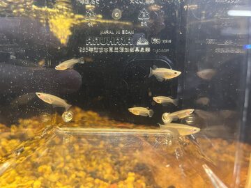 成魚 レックウザ メダカ 10匹＋α | PAY ID