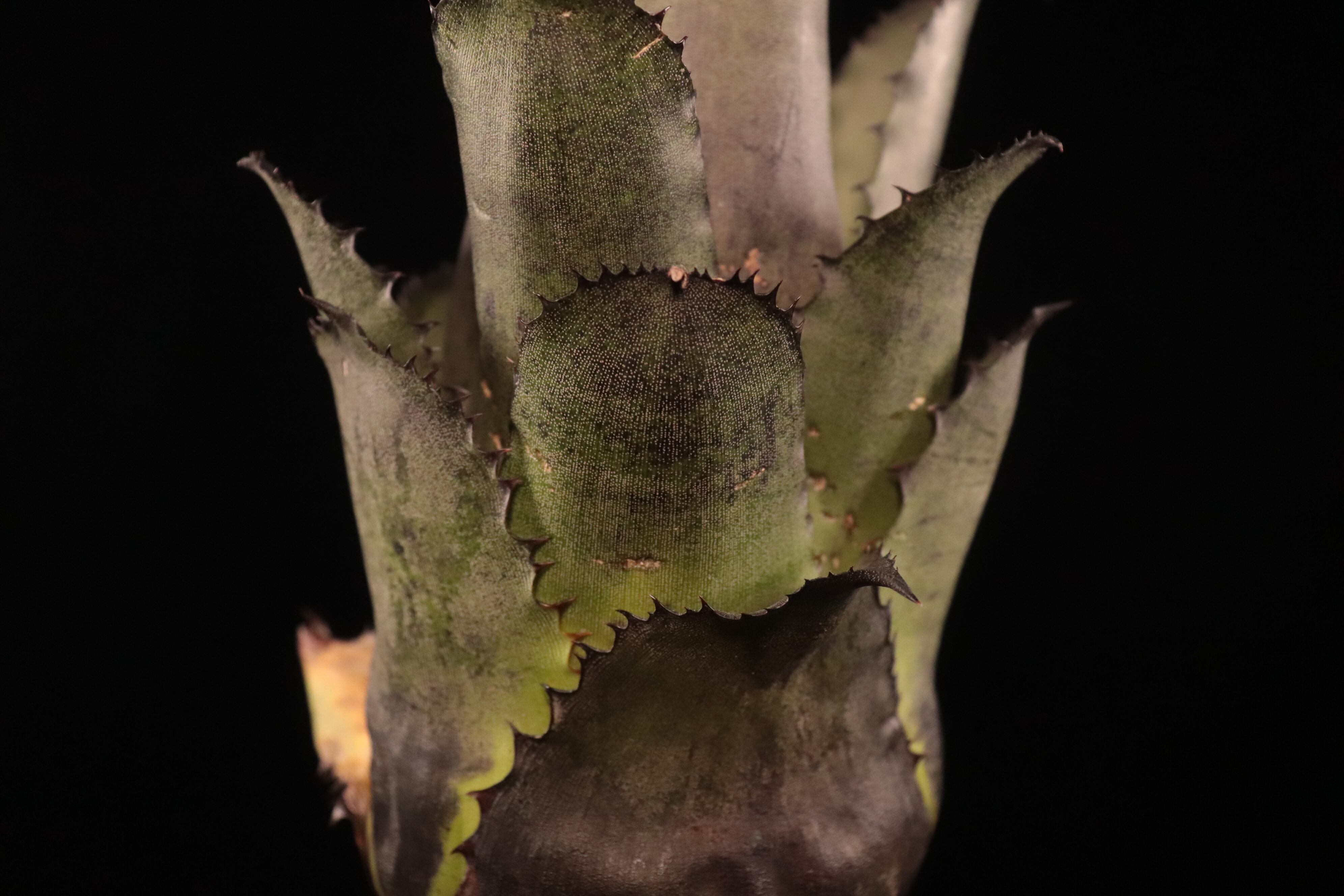 送料無料】Hohenbergia leopoldo-horstii (Double thorn clone
