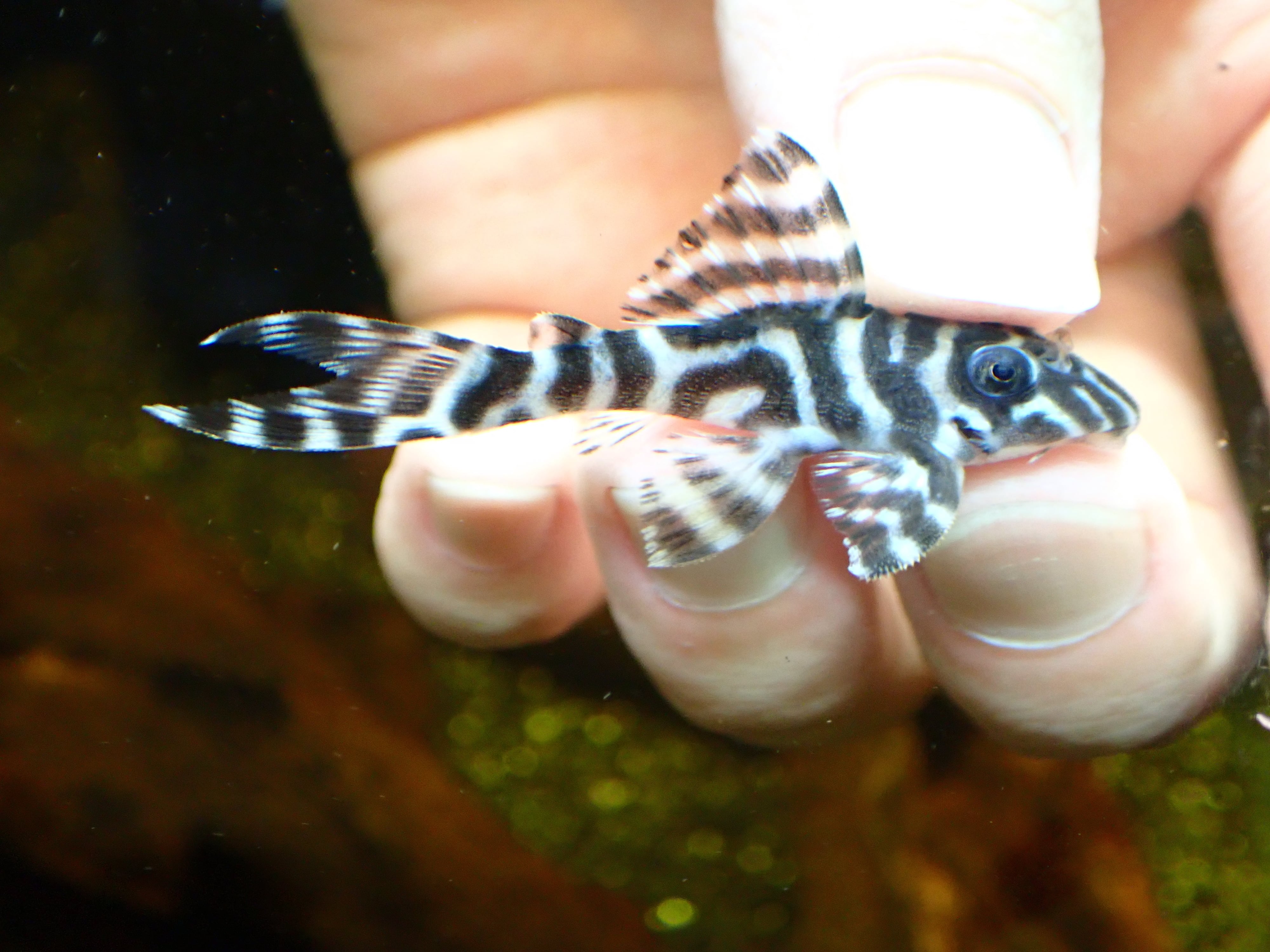 キングロイヤルペコルティア 個体販売 11