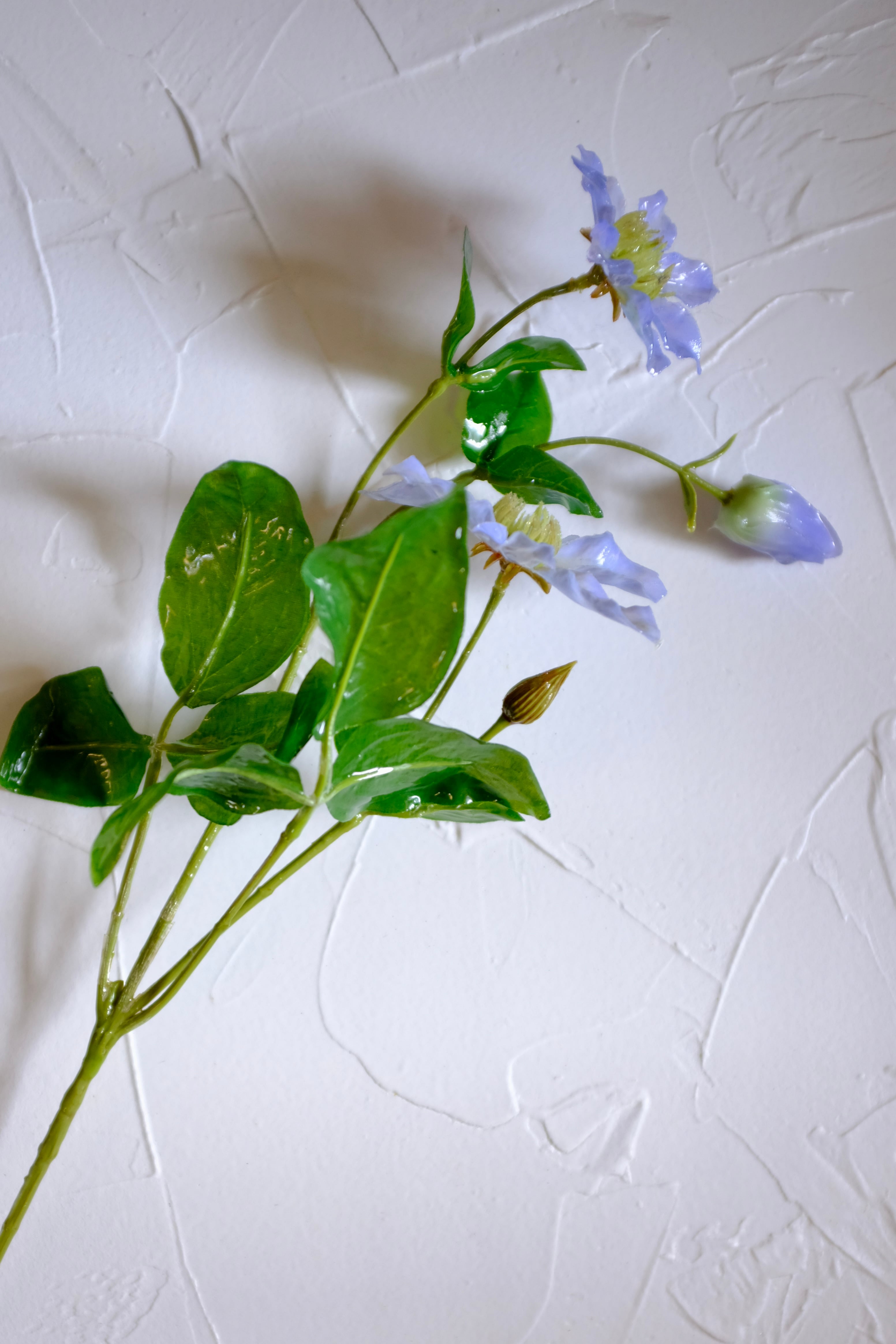 tsuyabana クレマチス ブルー | KieKa