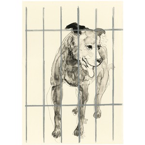 Stray Dog