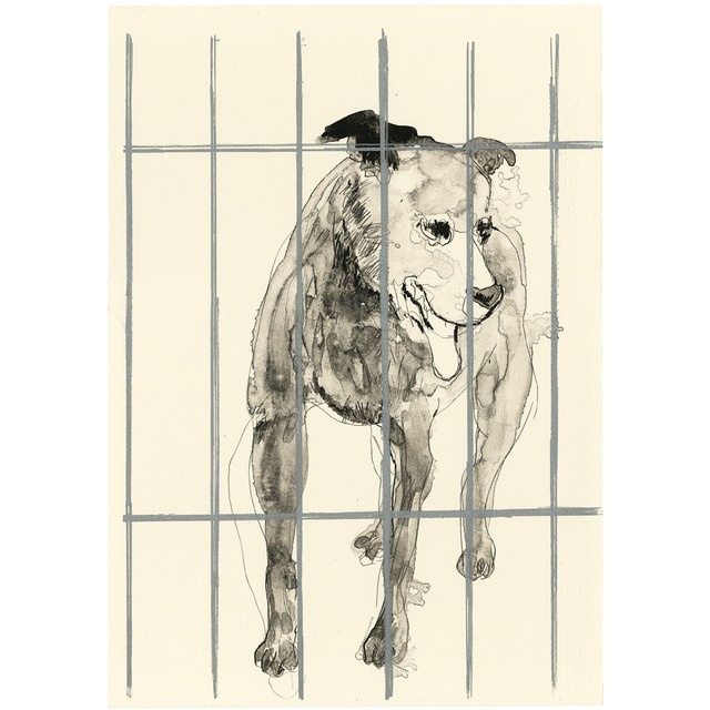 Stray Dog