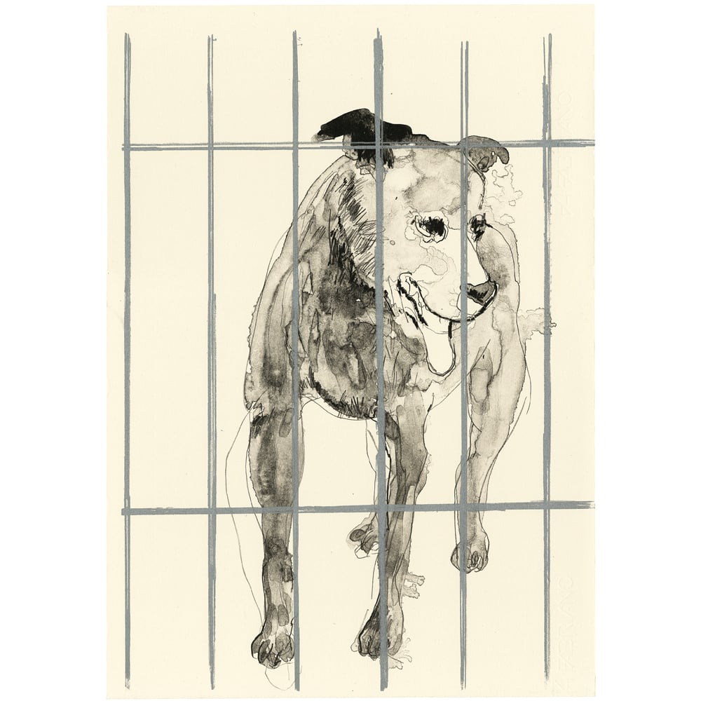 Stray Dog
