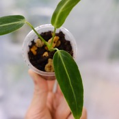 アンスリウム ワロクアーナム / Anthurium Warocqueanum⑪ / 観葉植物<育て方・花言葉>