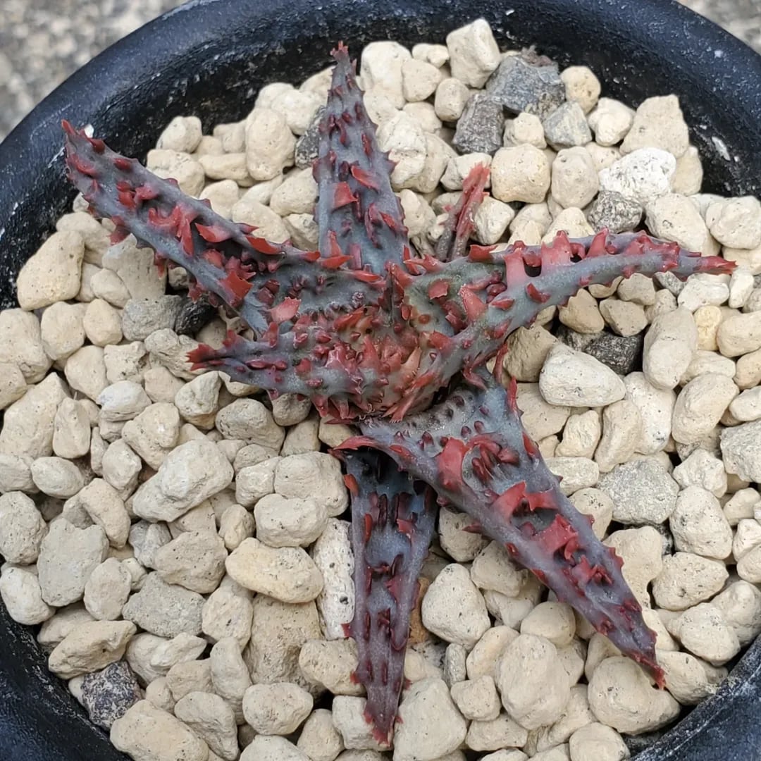 F00478_Aloe 'Glorious Dragon'（TCT）：アロエ・グロリアスドラゴン