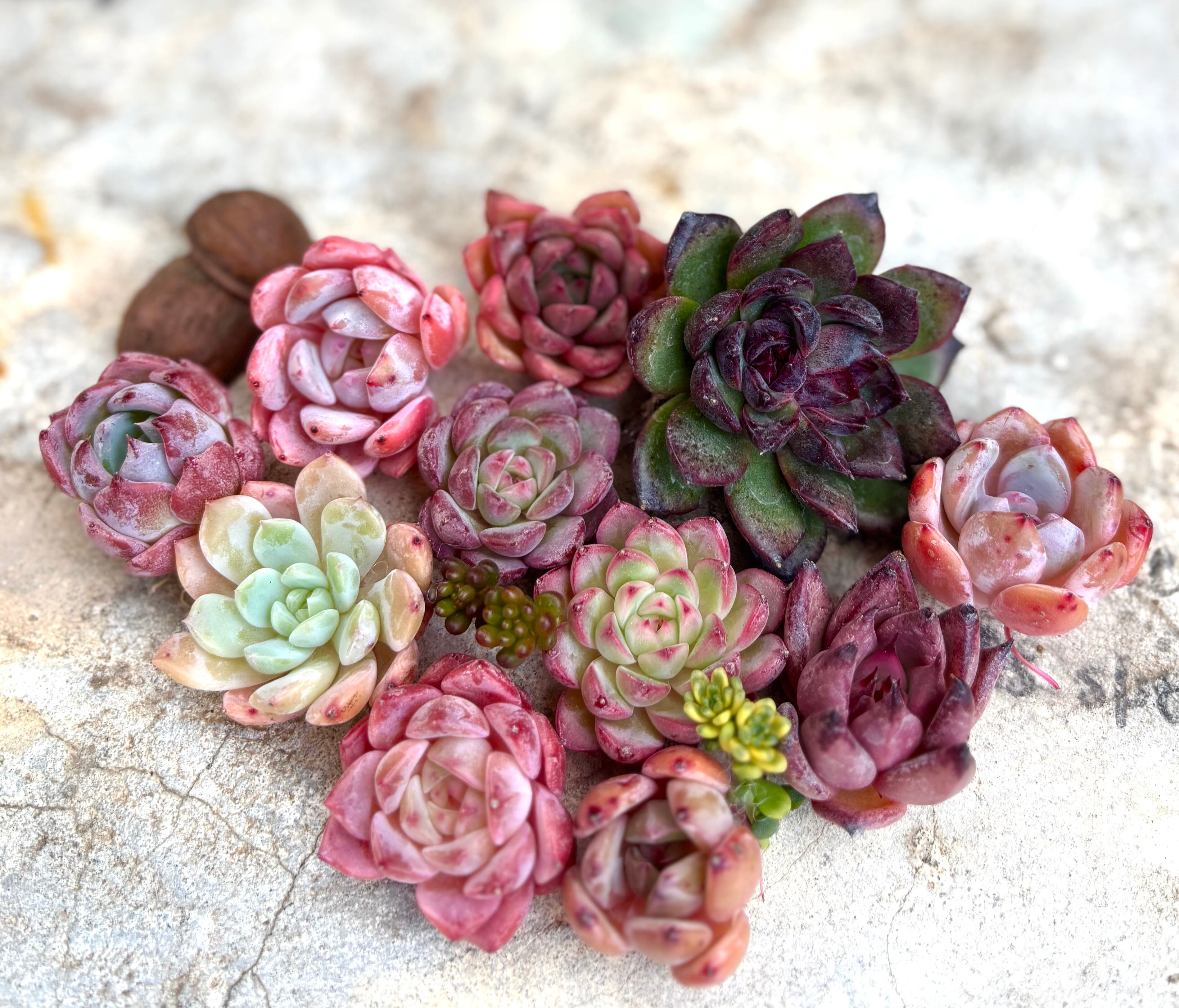 多肉植物 カット苗 ヒアリナ×アルビカンス 【公式通販】