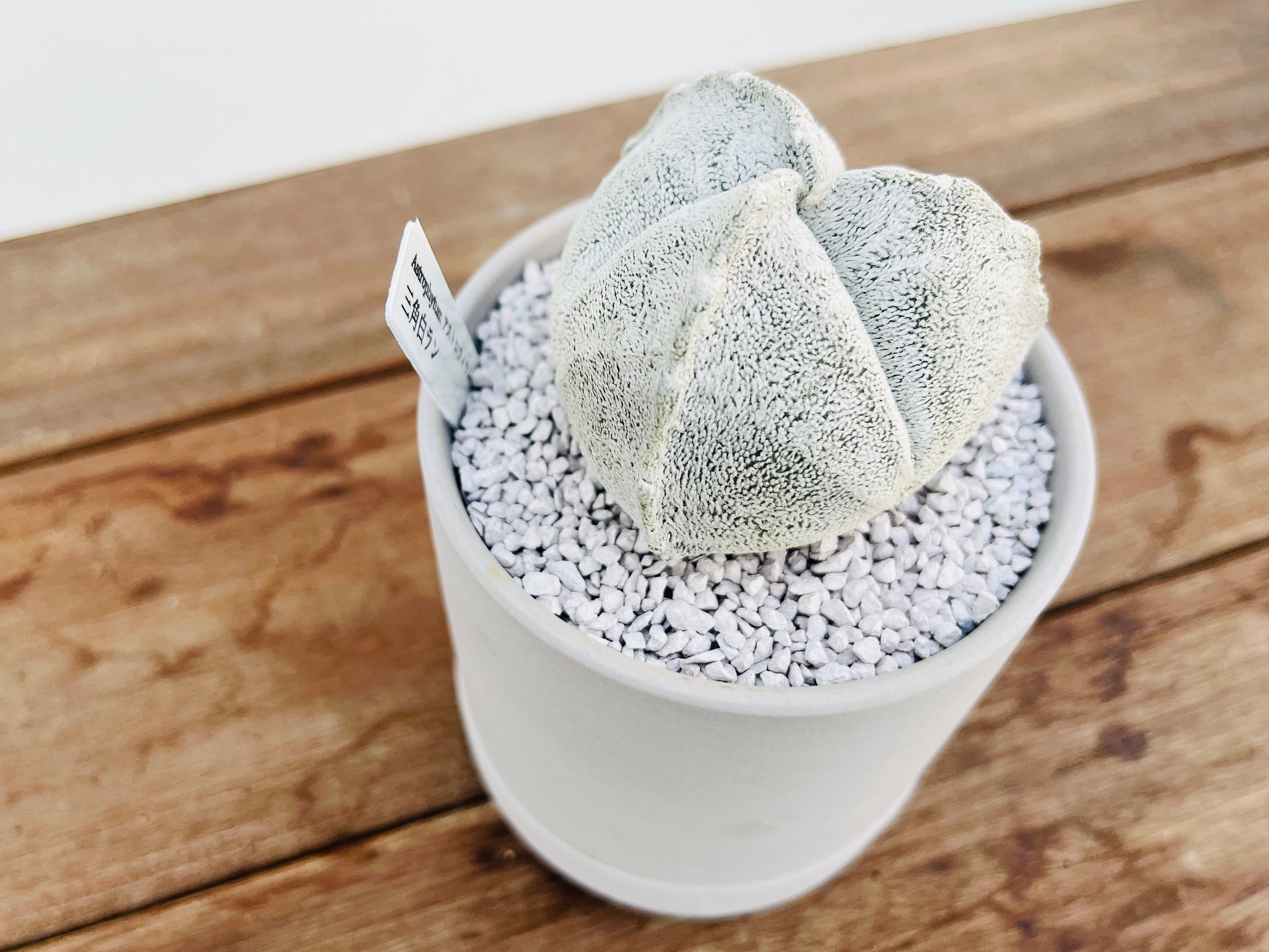 Astrophytum coahuilense アストロフィツム 三角白ランポー玉 サボテン