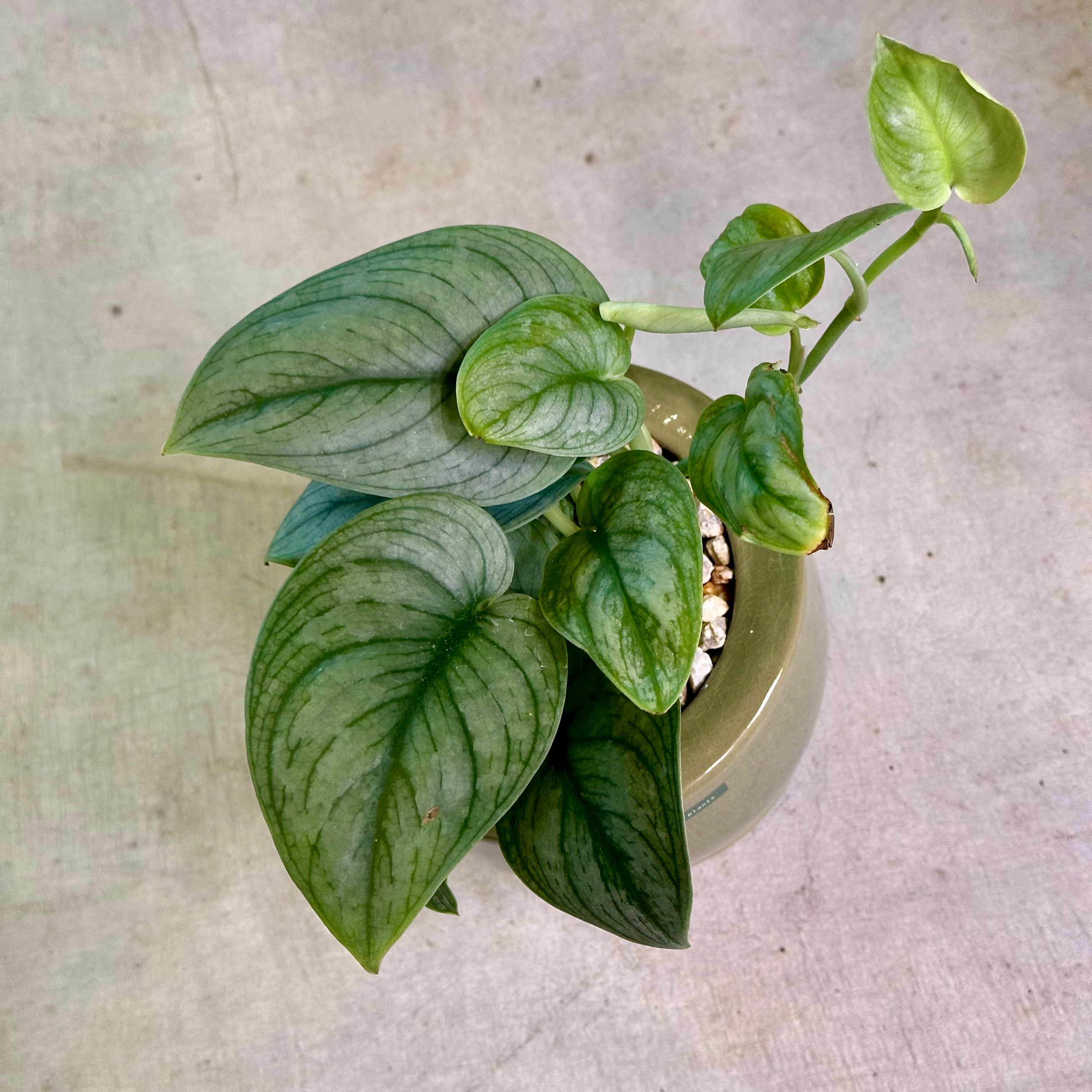 スキンダプサス | barrelplants_BONSAI