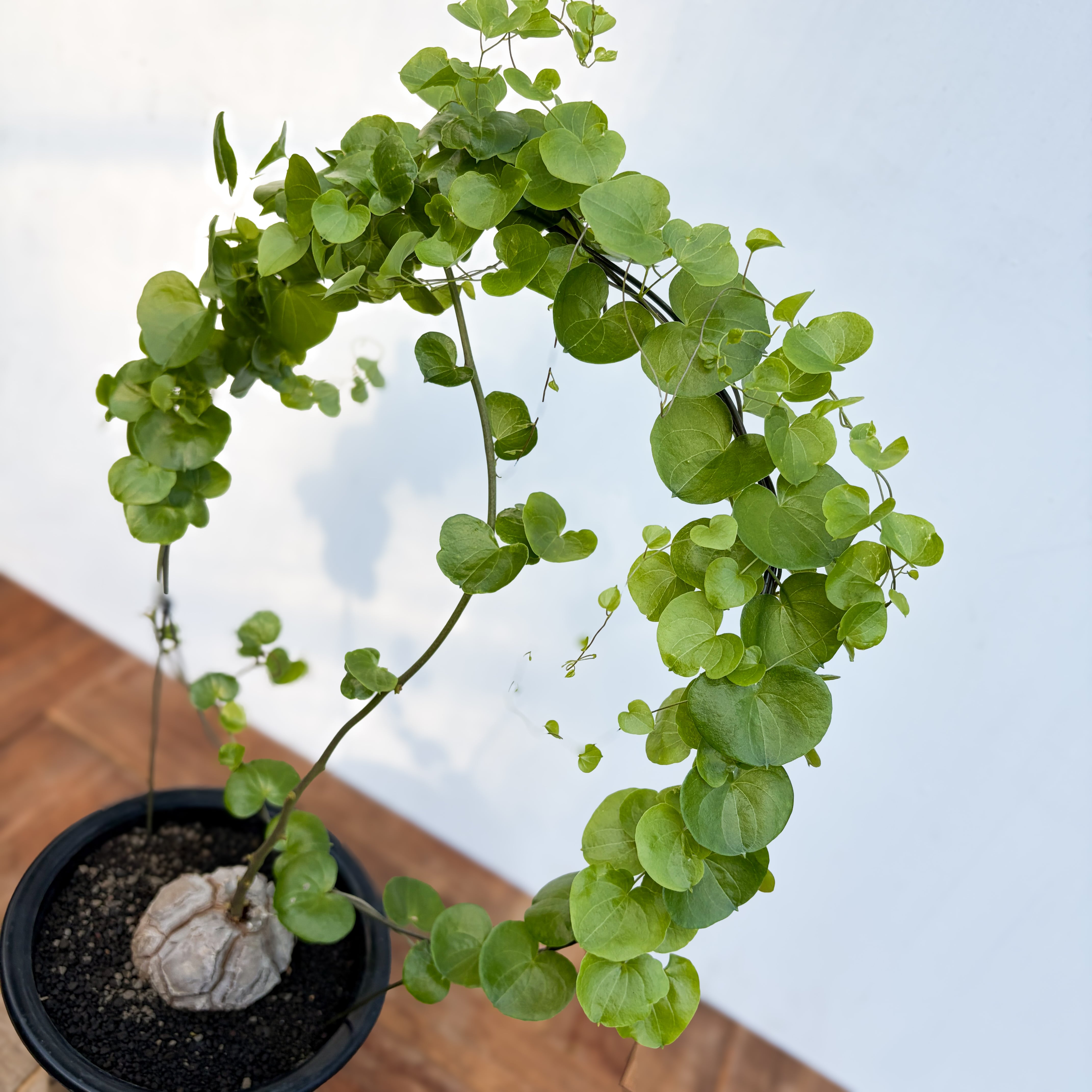 No.713 Dioscorea elephantipes アフリカ亀甲竜　実生 No.719 Dioscorea elephantipes アフリカ亀甲竜 実生 【公式通販】