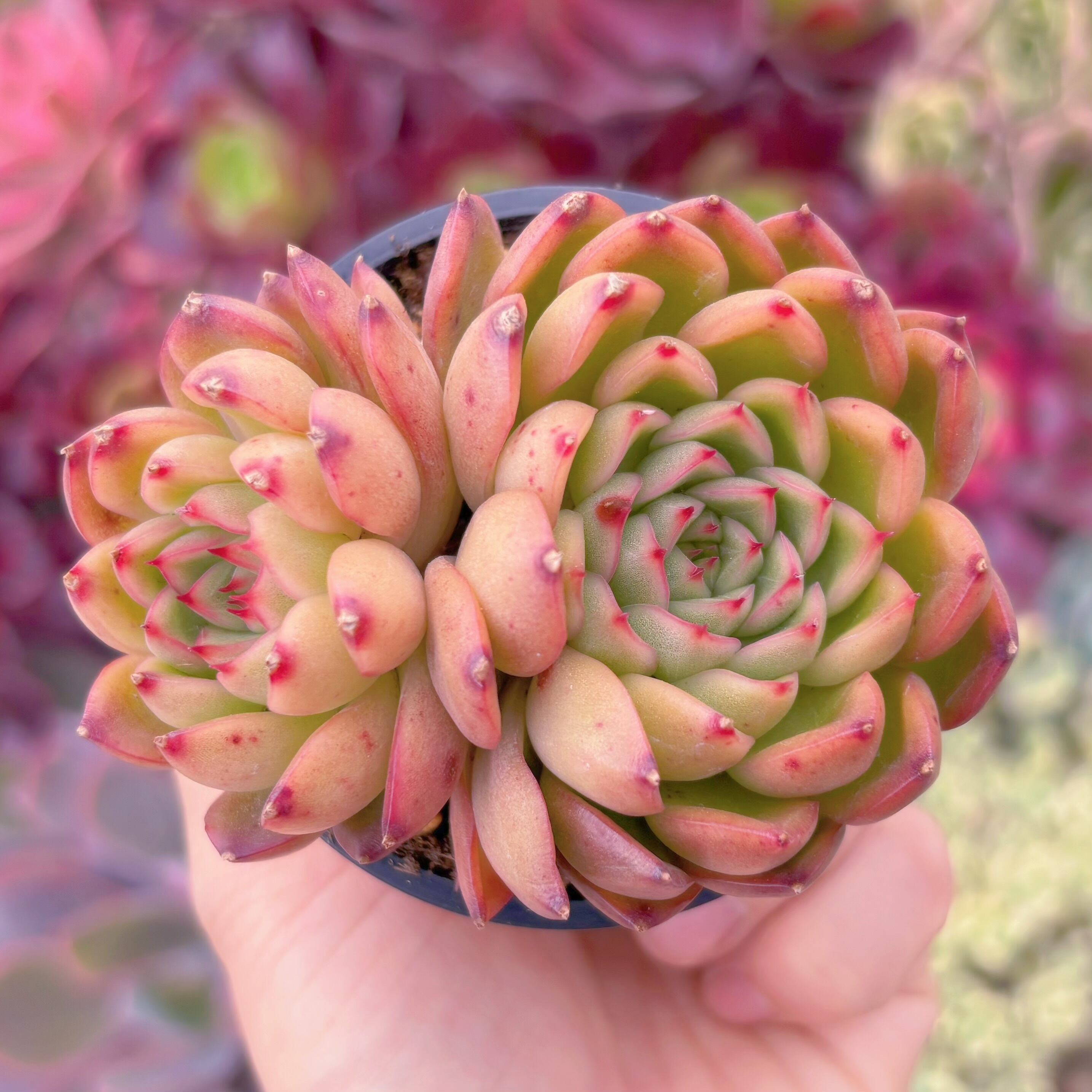 現品　閃光#270　群生　るる農園