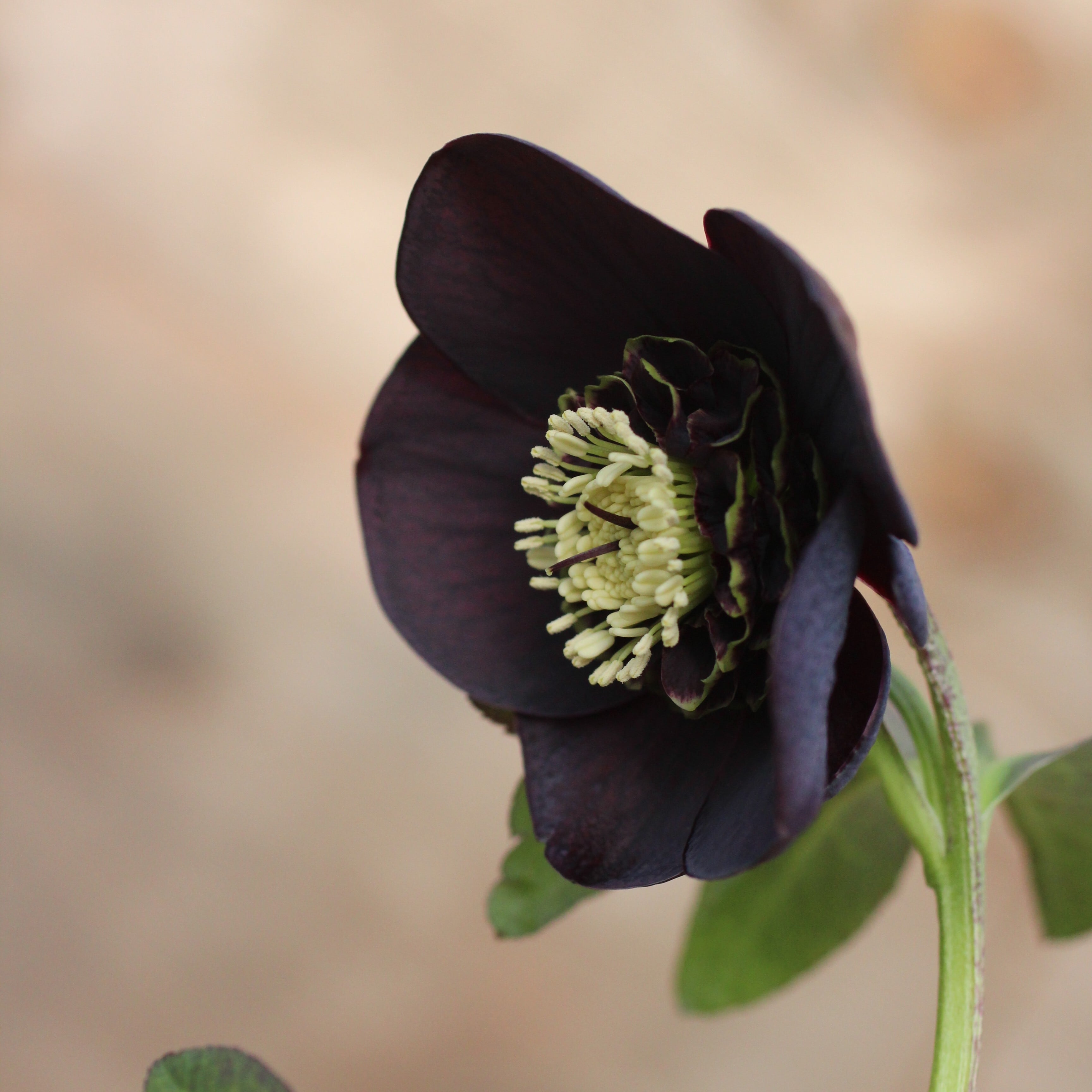 WS26-056 クリスマスローズ ウィンターシンフォニー ブラック